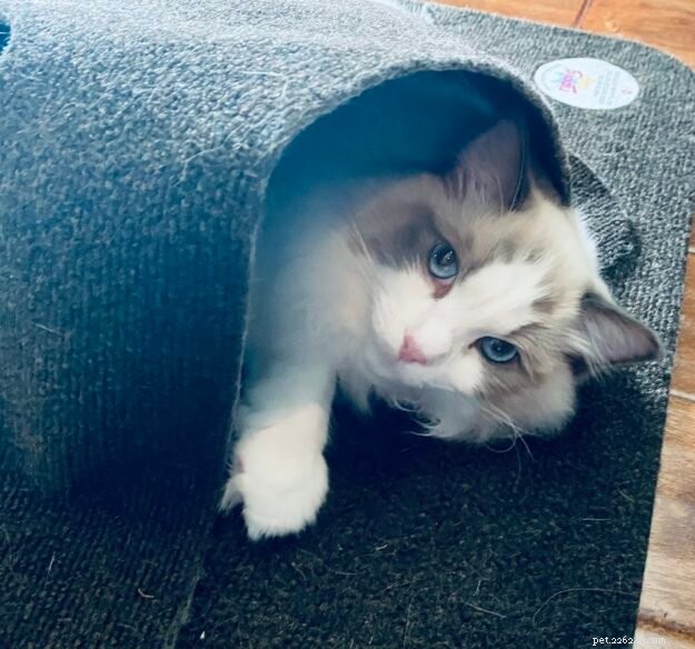 Luka & Willow: The Ragdoll Kittens Featured This Month
