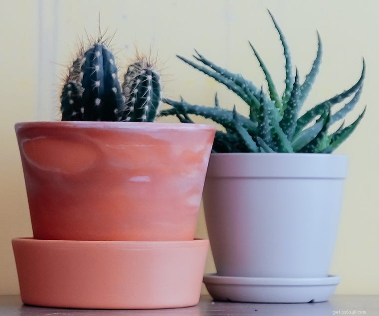 Are Succulents Safe for Cats? Identifying Pet-Friendly and Toxic Varieties