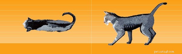 What Is a Healthy Cat Weight? Understanding Average, Ideal, and Overweight Ranges