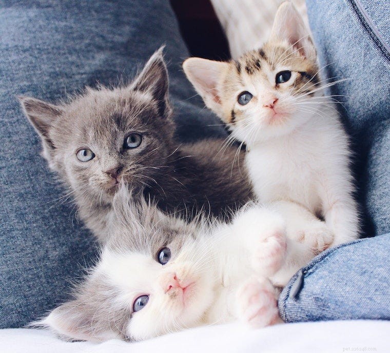 Cute Aggression Toward Kittens? It’s OK – Why You’re Instinctively Protective
