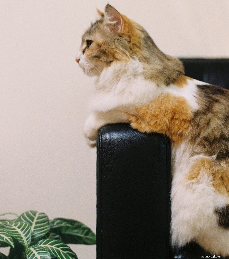Calico Cats Explained: Color Patterns, Key Facts, and Care Guide
