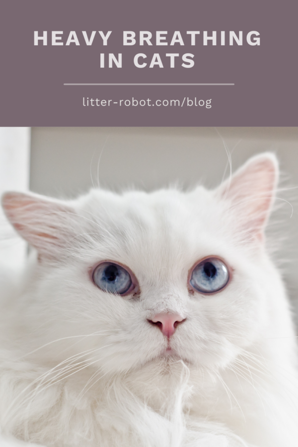 Understanding Cat Breathing: When Heavy Breathing Signals Health Issues