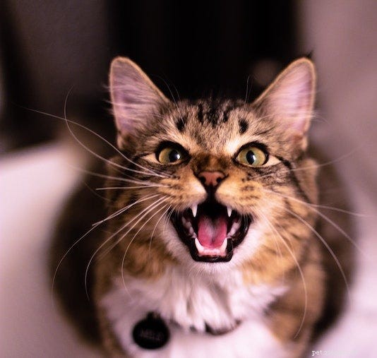 What Does It Mean When Your Cat Is Constantly Meowing?