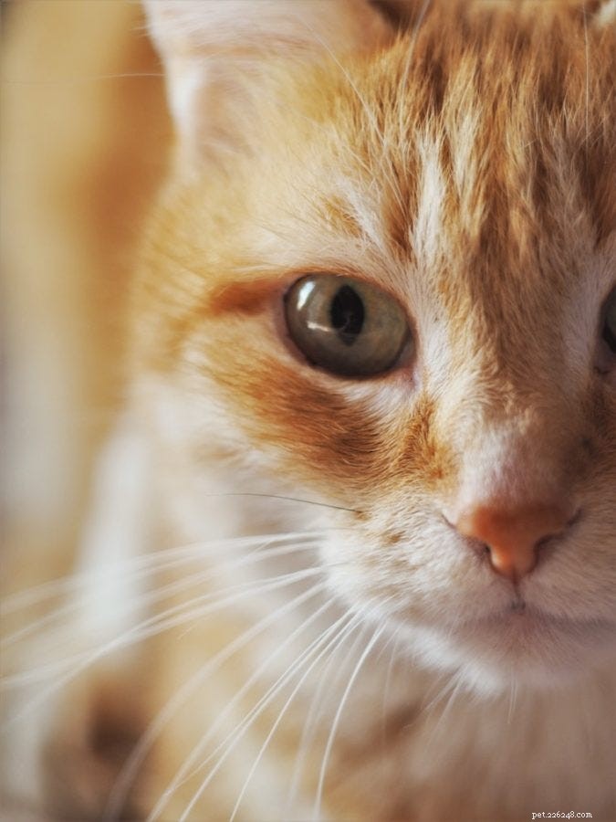 Identifying Cat Eye Infections: Signs and Immediate Care