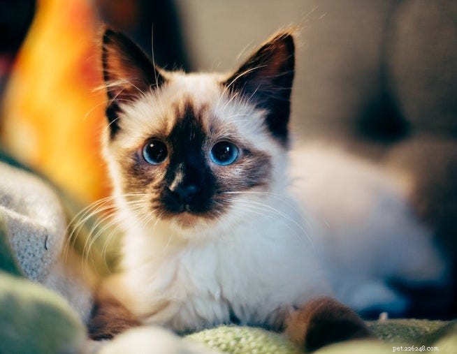 Accurately Determine Your Cat s Age: Proven Tips & Signs