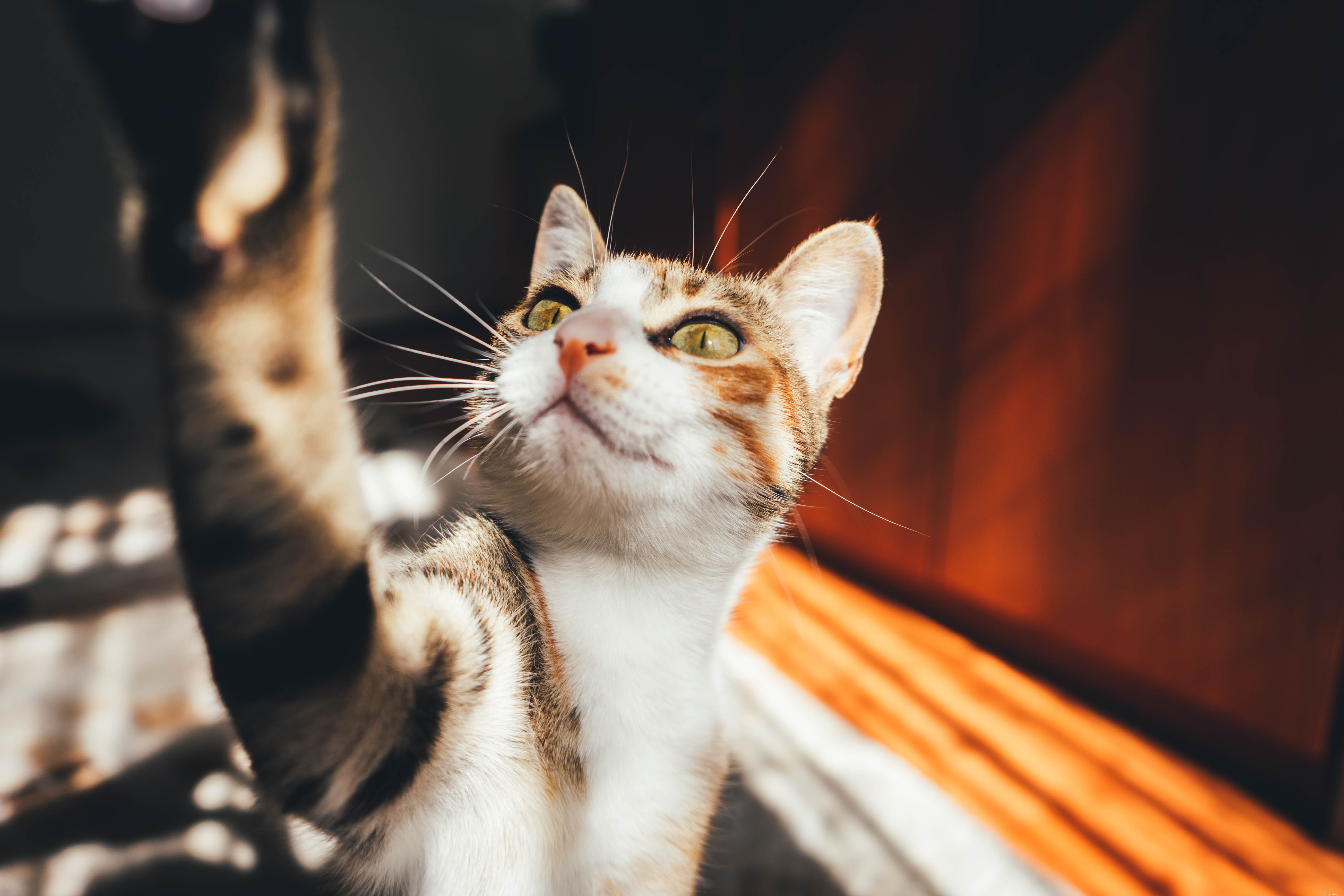 Managing Feline Diabetes: A Trusted Guide for Your Cat’s Health