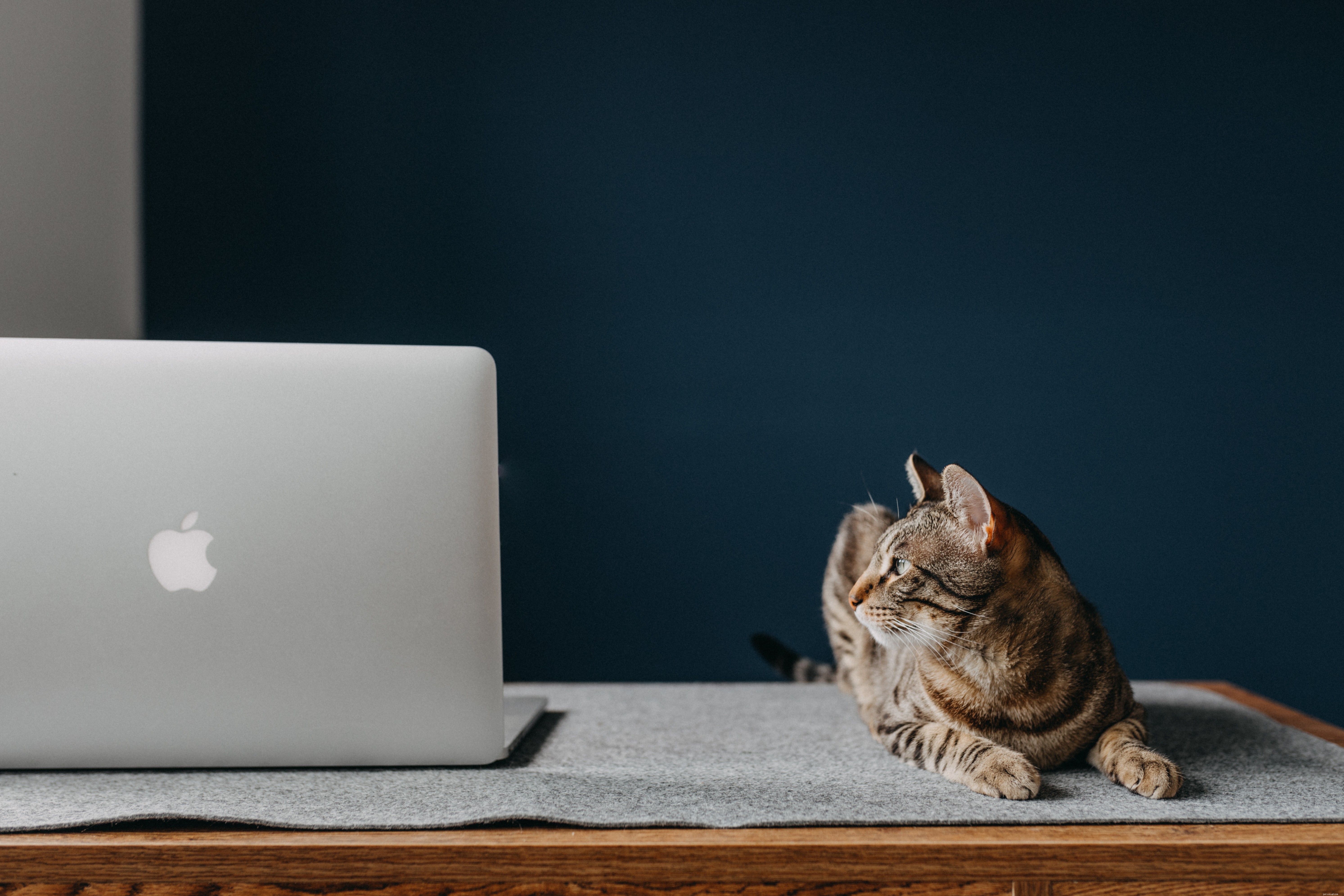 Managing Feline Diabetes: A Trusted Guide for Your Cat’s Health