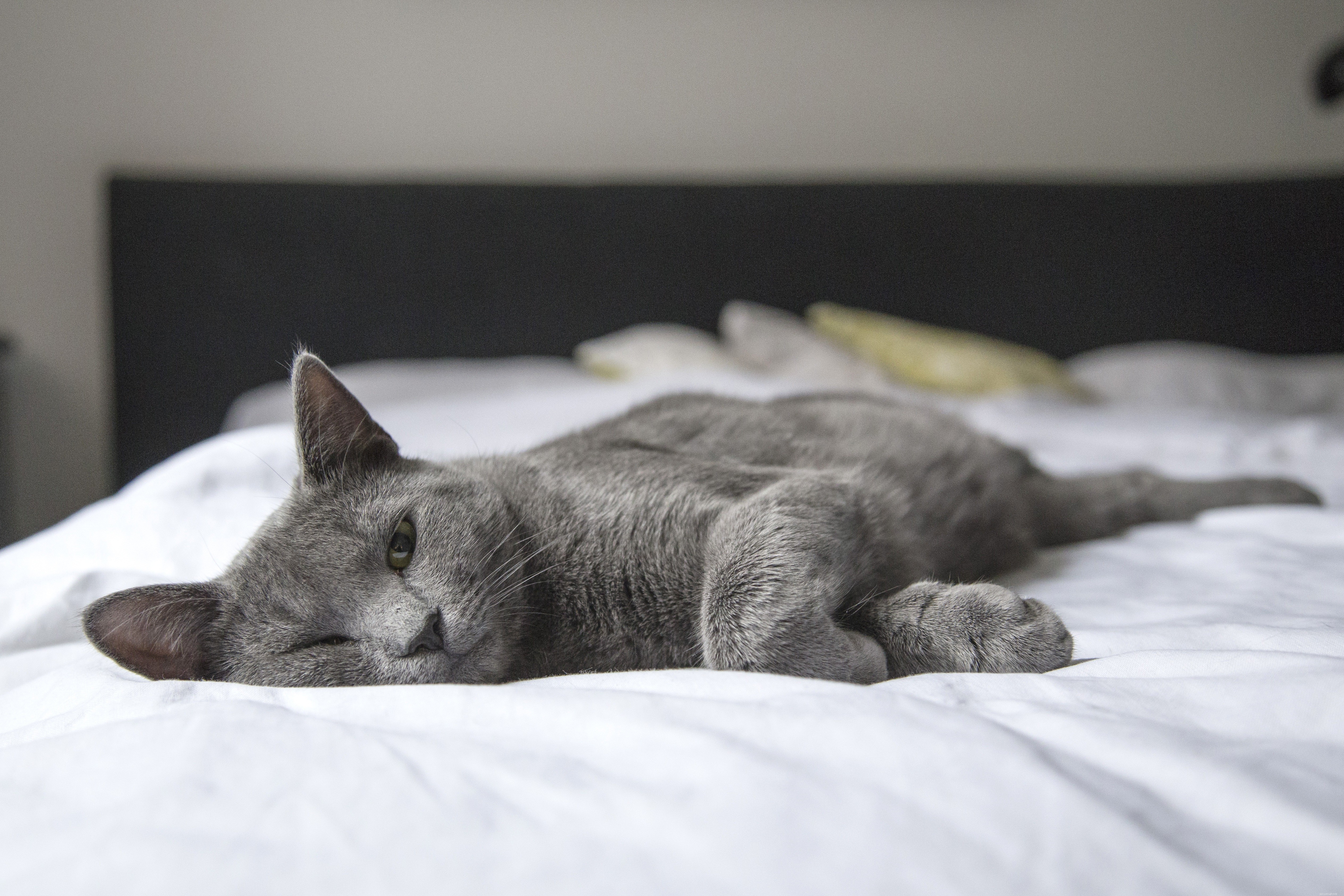 Caring for a Blind Cat: Tips for a Healthy, Happy Life