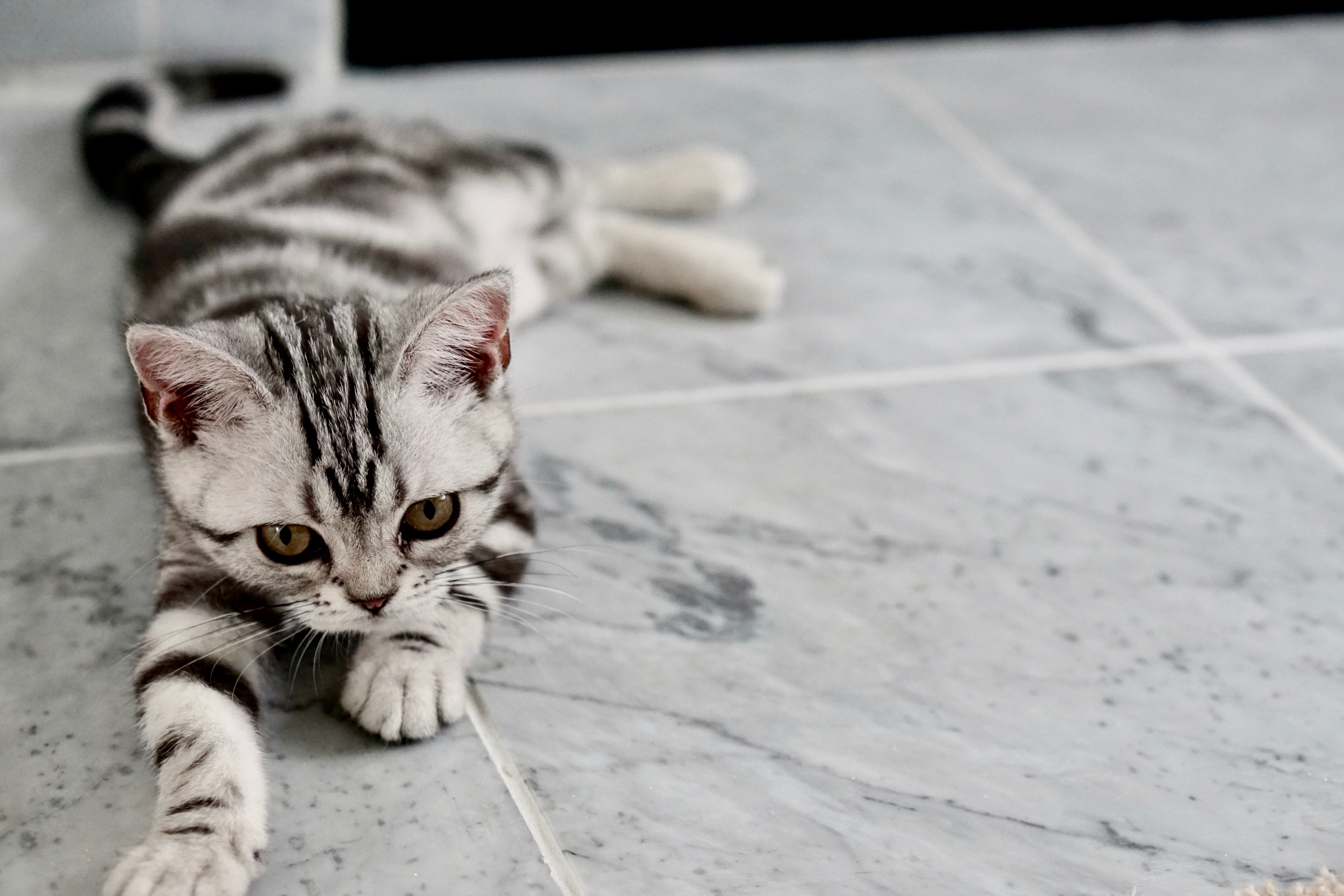 Caring for a Blind Cat: Tips for a Healthy, Happy Life