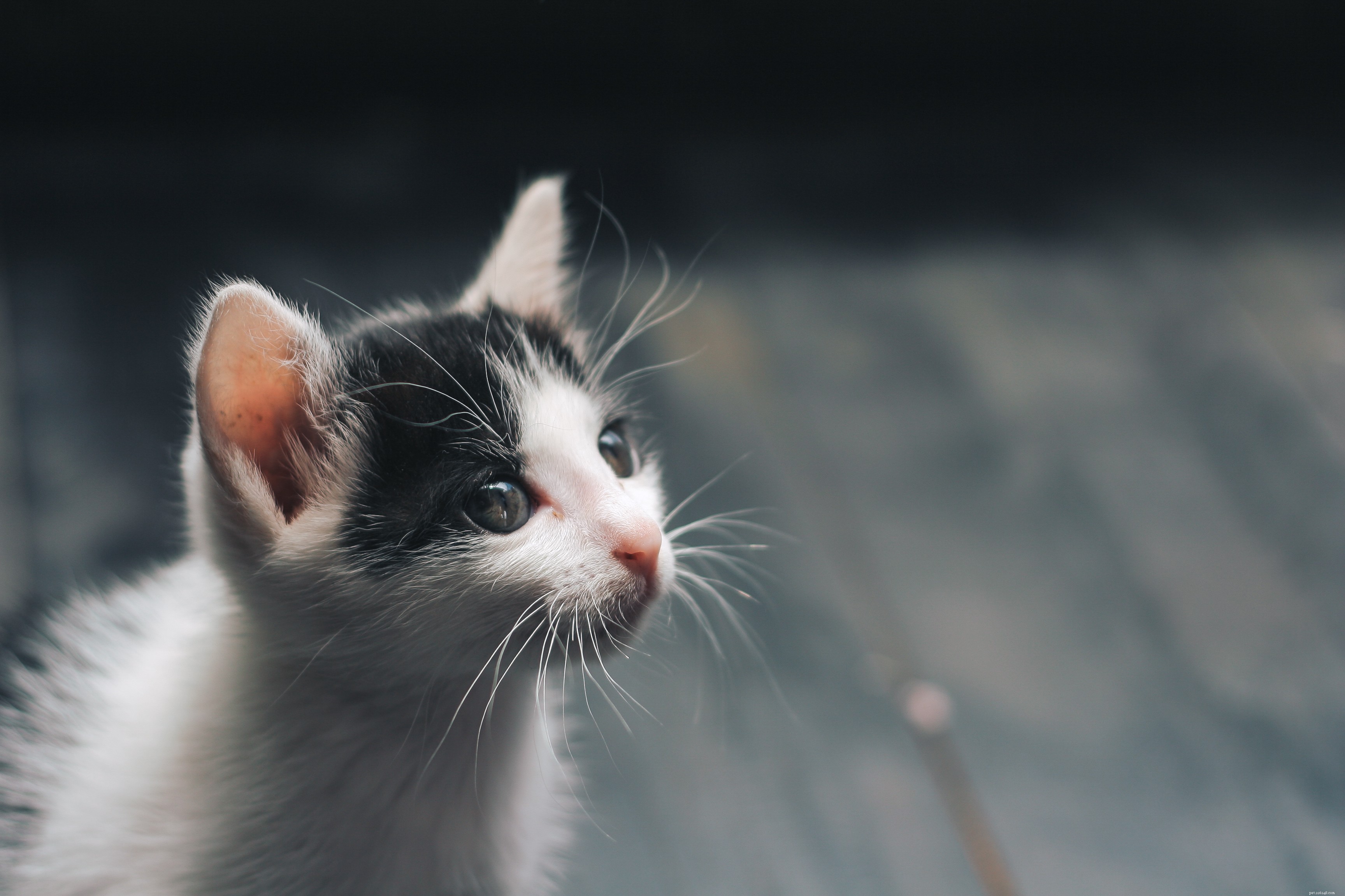 Caring for a Blind Cat: Tips for a Healthy, Happy Life