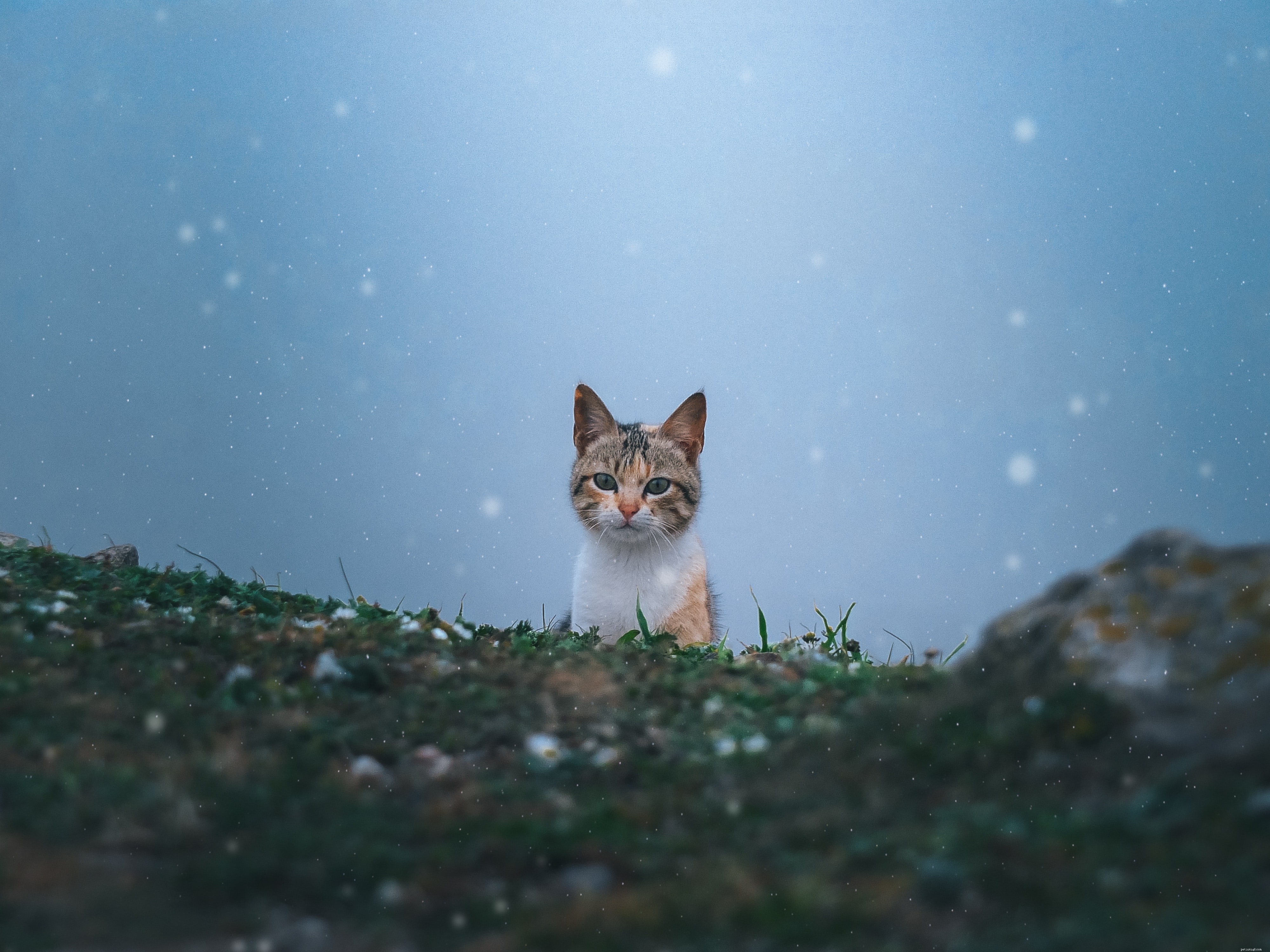 Managing Cat Food Allergies: Recognize Symptoms, Diagnose, and Restore Your Feline s Health