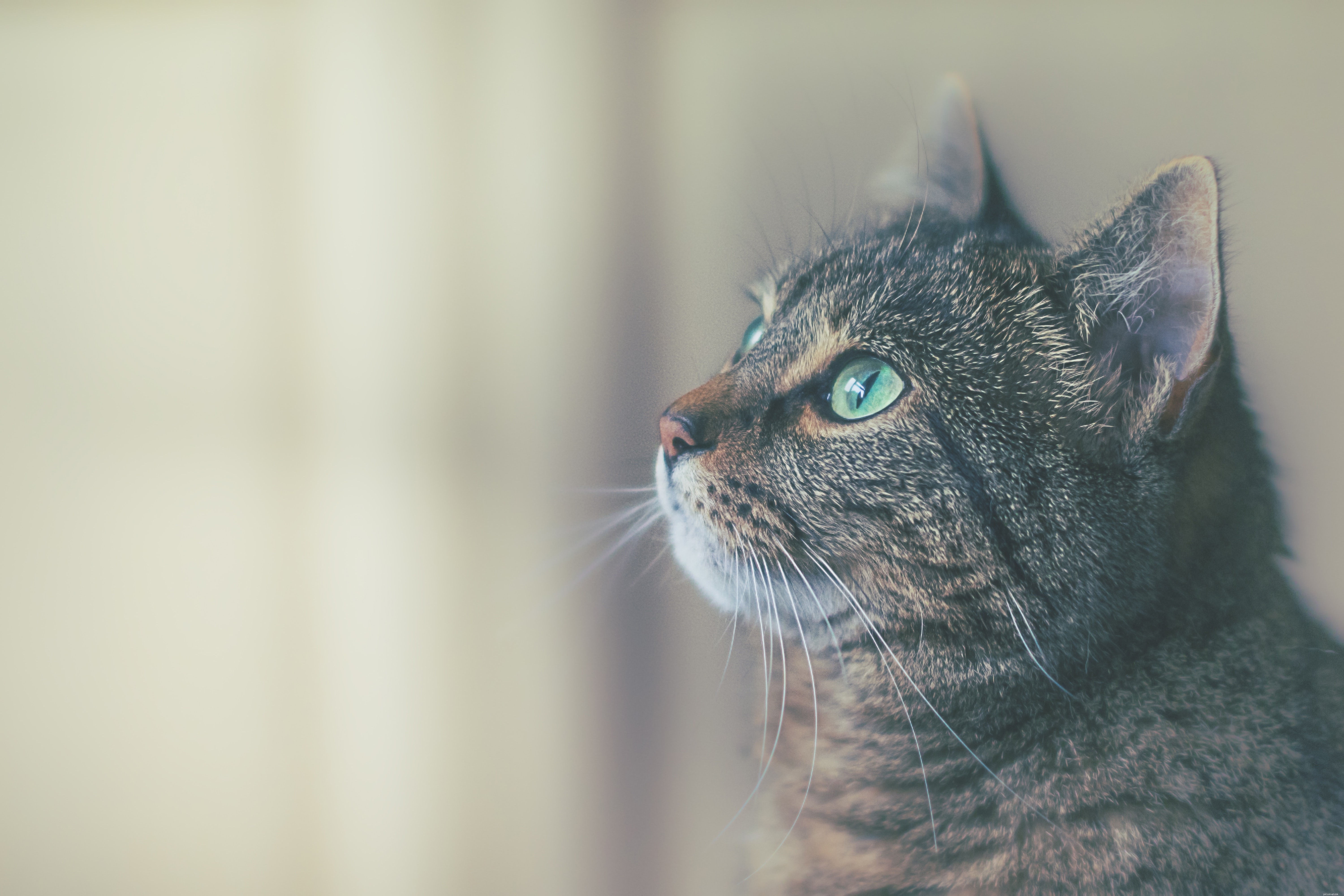 Managing Cat Food Allergies: Recognize Symptoms, Diagnose, and Restore Your Feline s Health