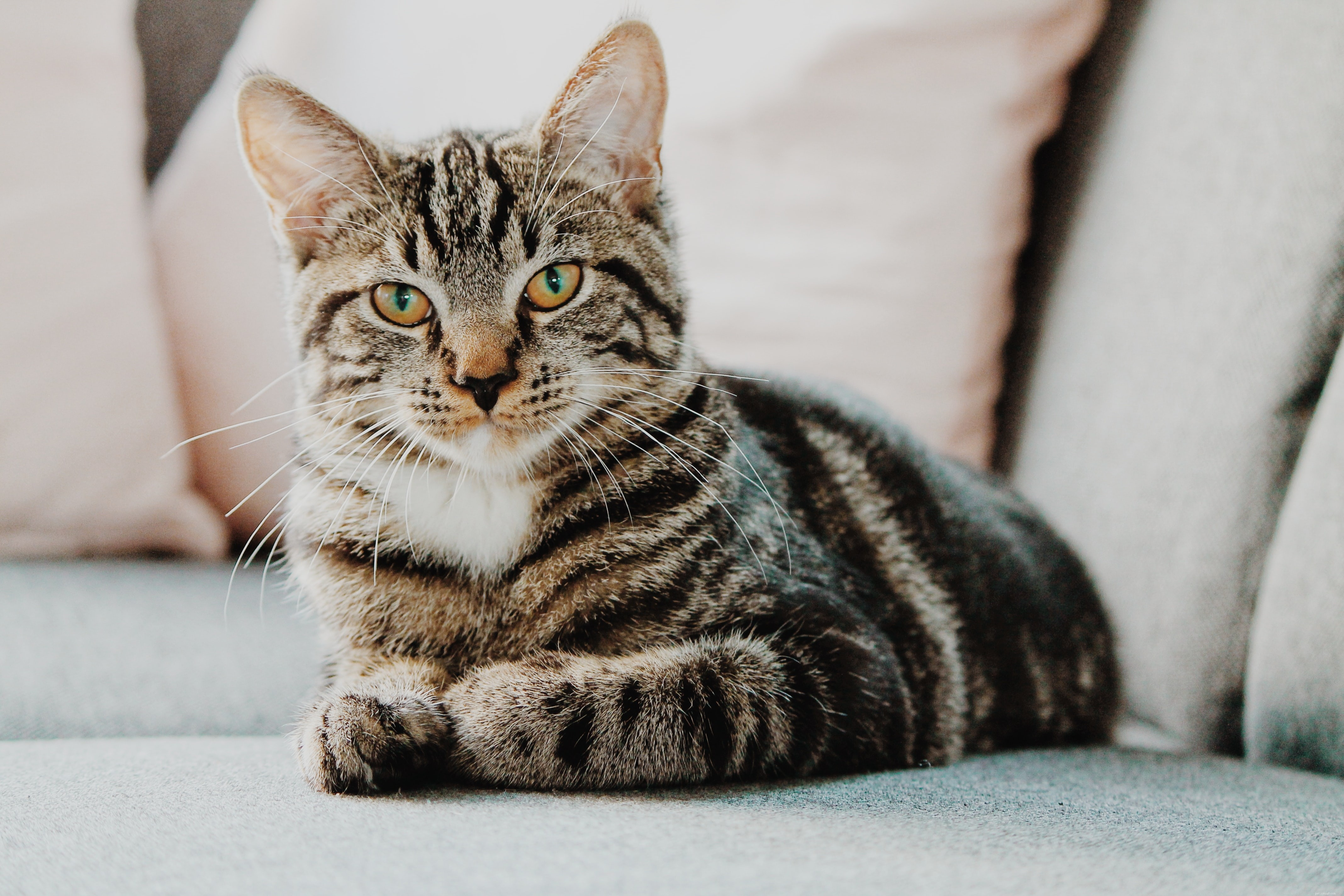 Managing Cat Food Allergies: Recognize Symptoms, Diagnose, and Restore Your Feline s Health