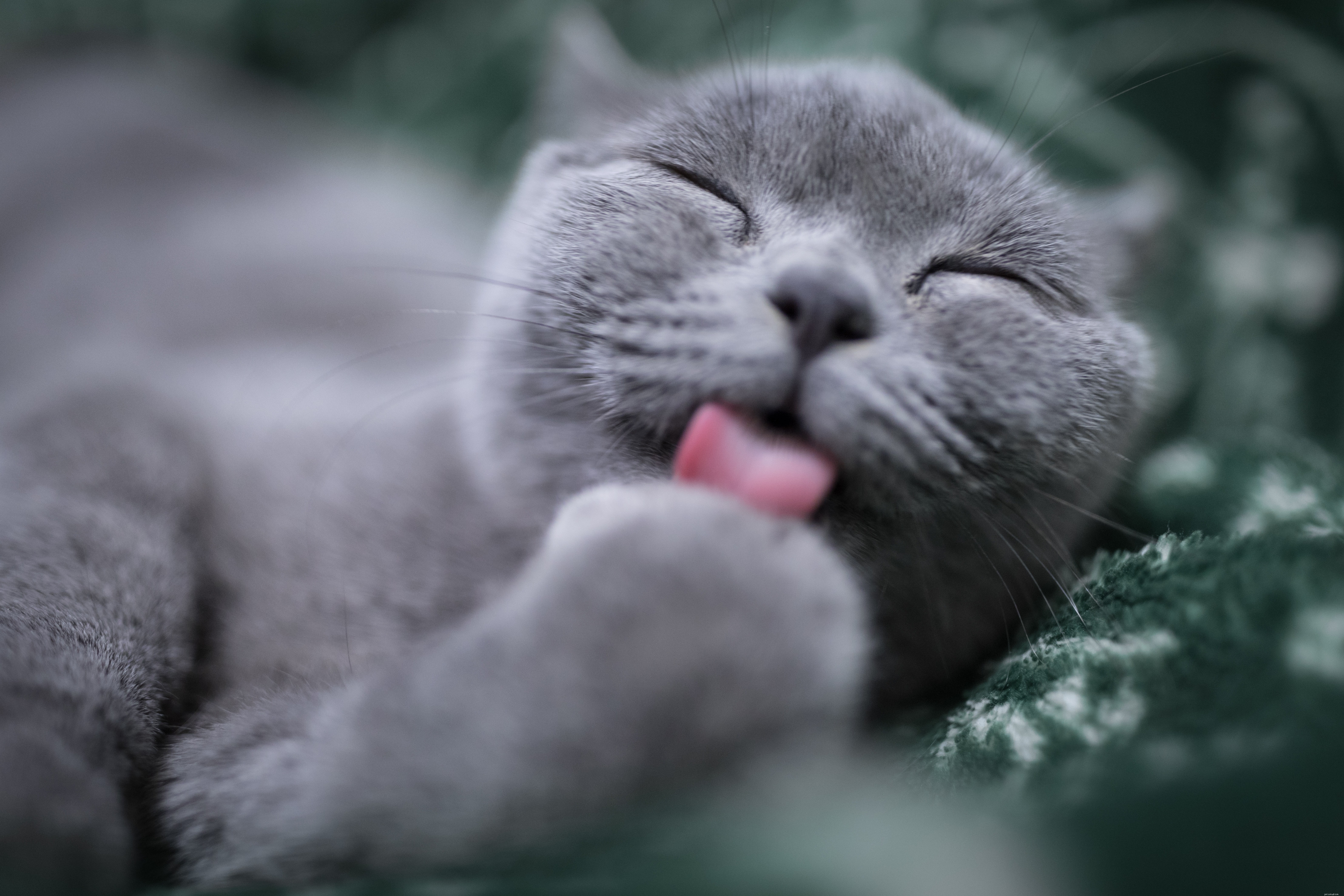 Managing Cat Food Allergies: Recognize Symptoms, Diagnose, and Restore Your Feline s Health