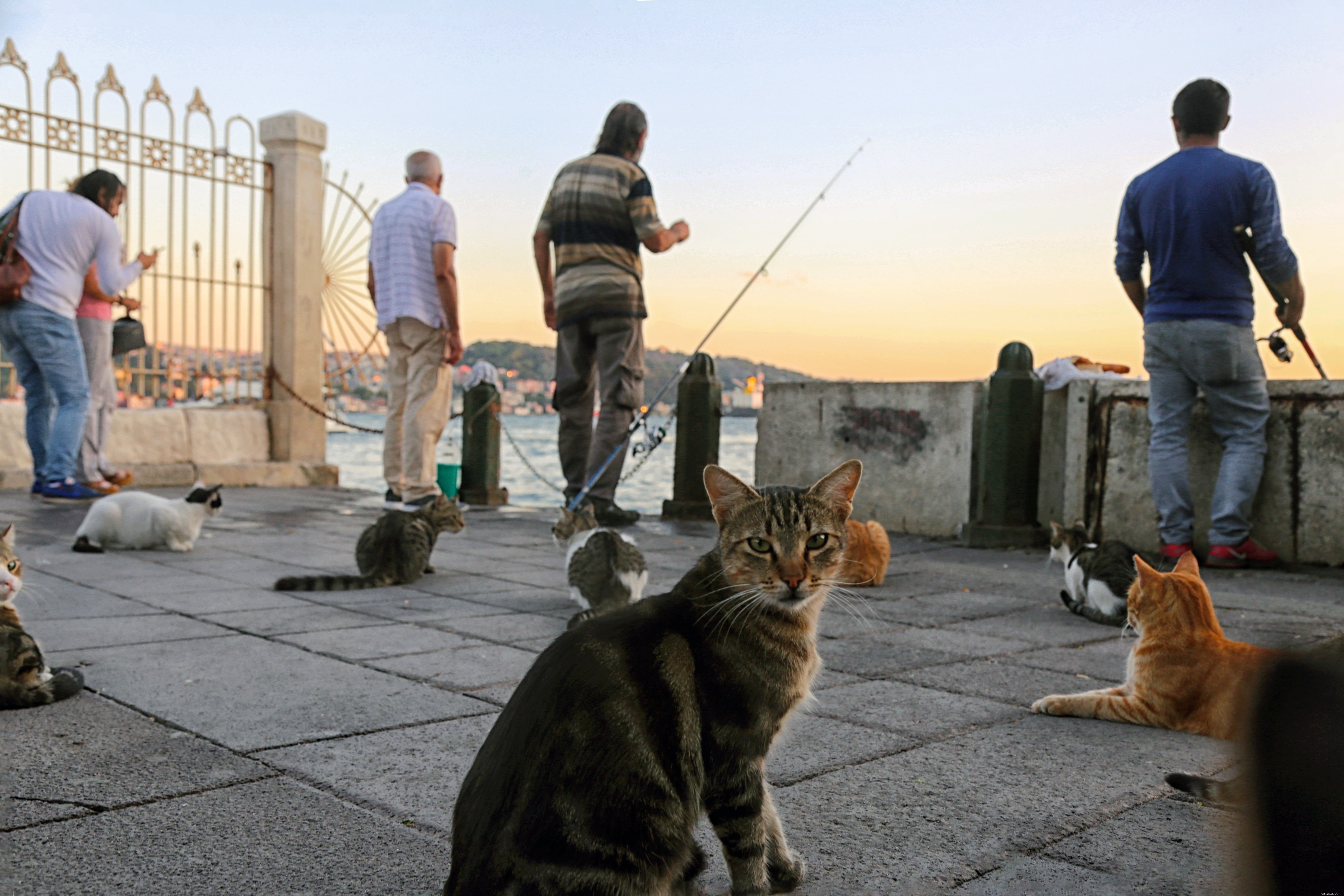 Cats & Water: Expert Answers to Common Questions