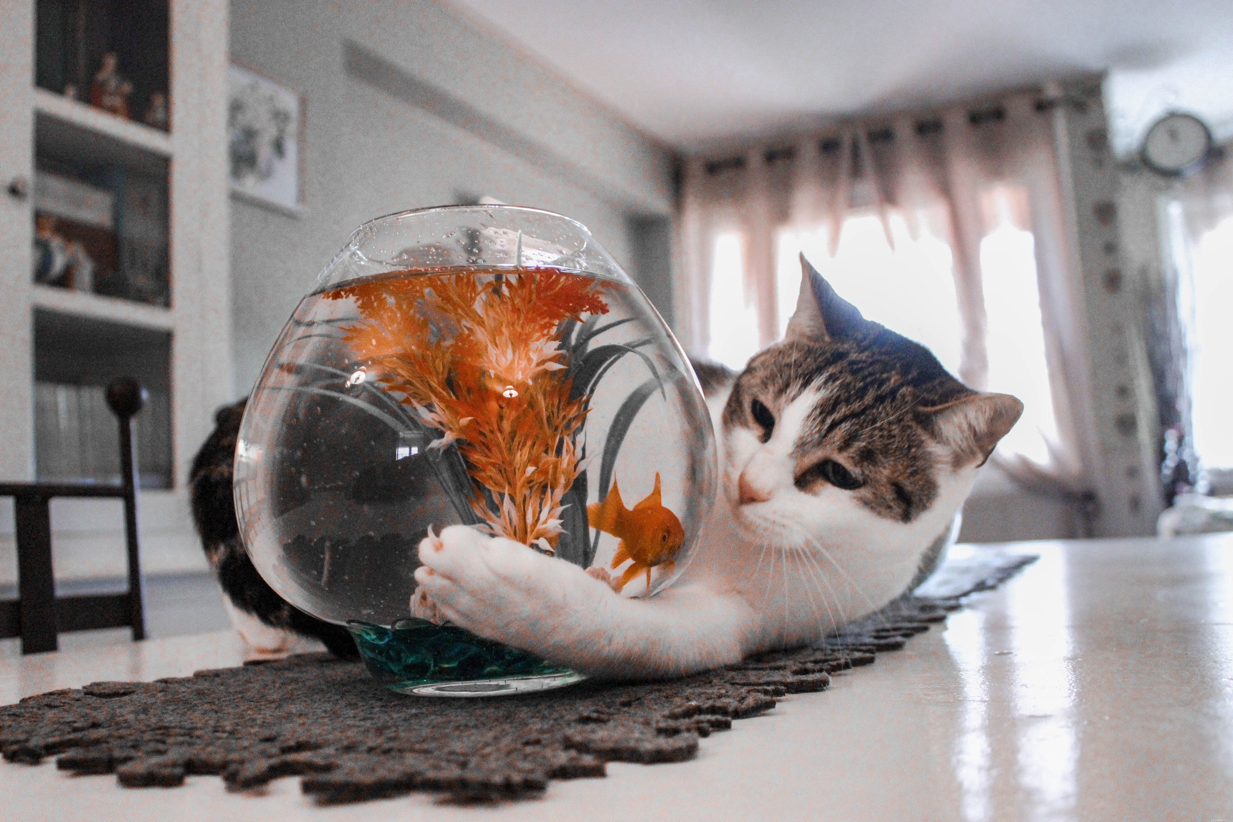 Cats & Water: Expert Answers to Common Questions