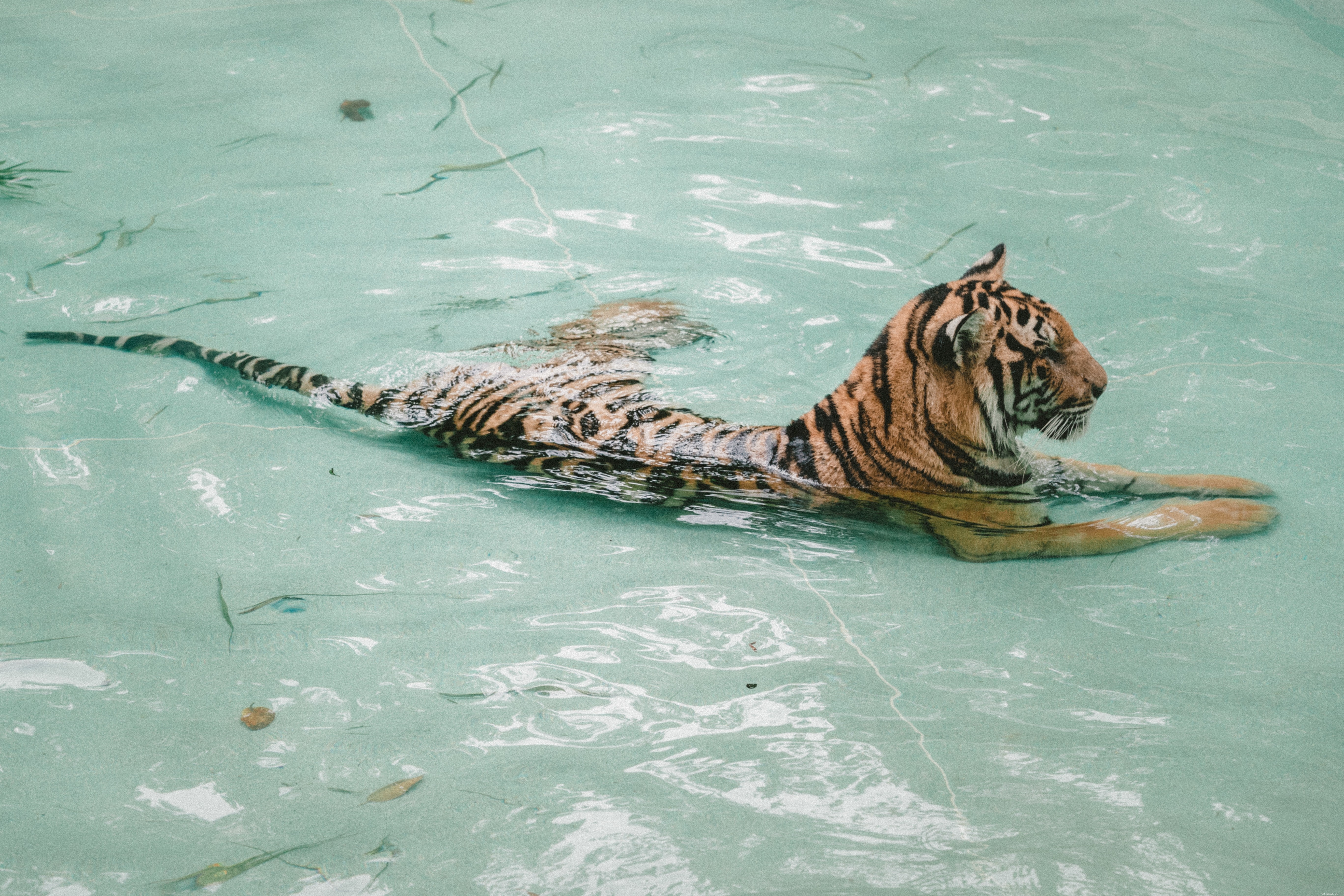 Cats & Water: Expert Answers to Common Questions