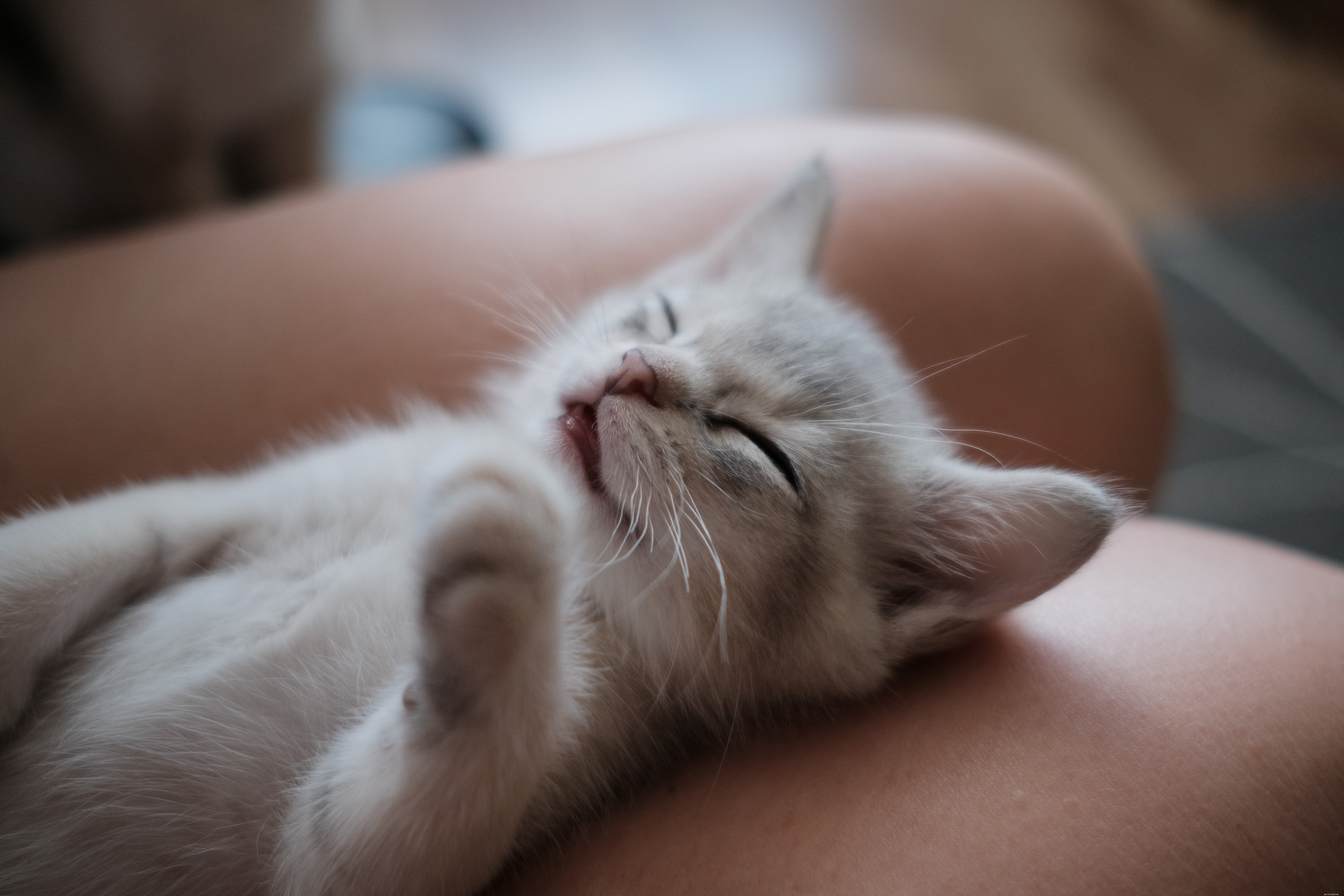 Comprehensive Cat Care: Nutrition, Exercise, and Emotional Well‑Being