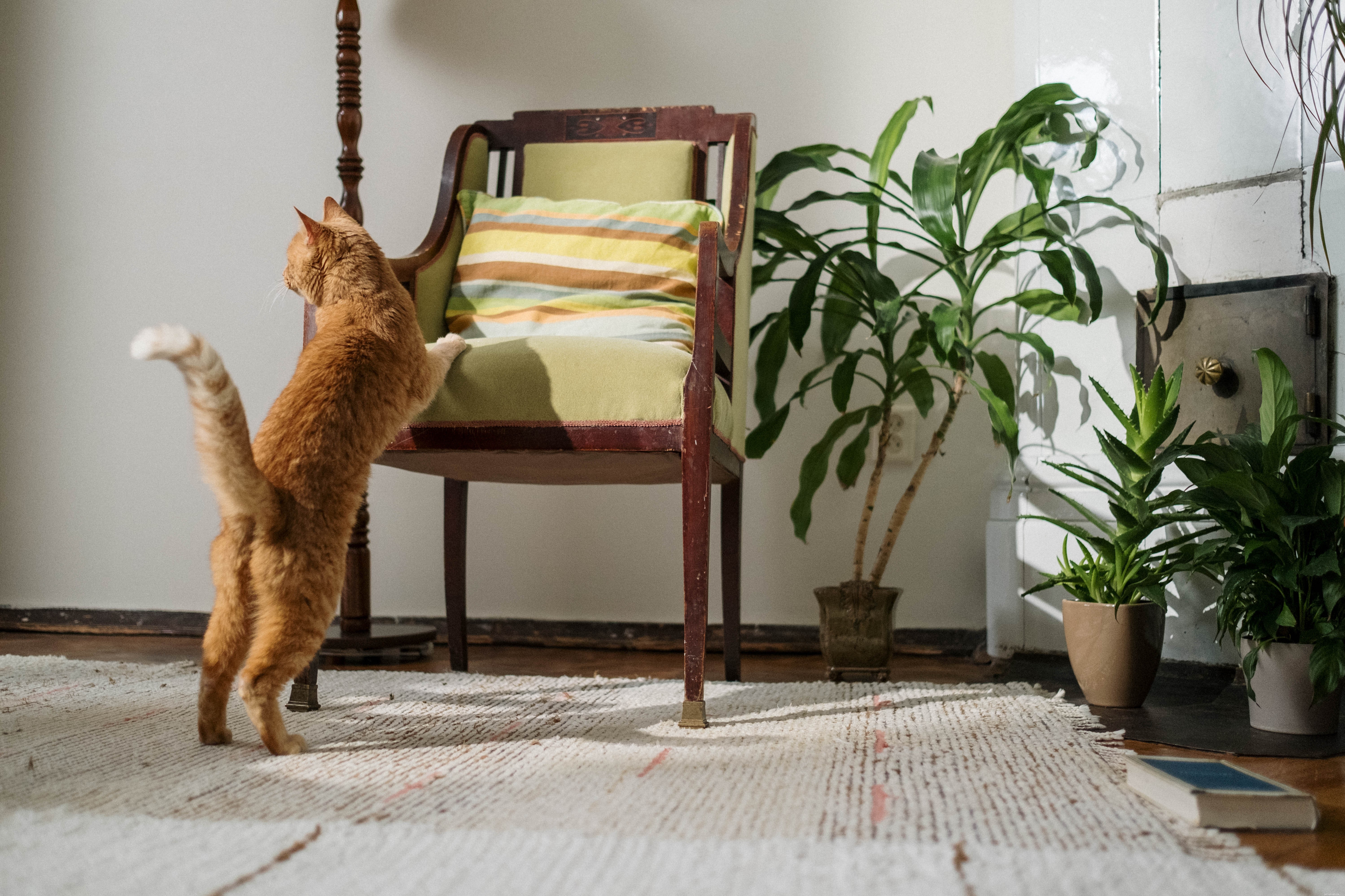 Comprehensive Cat Care: Nutrition, Exercise, and Emotional Well‑Being
