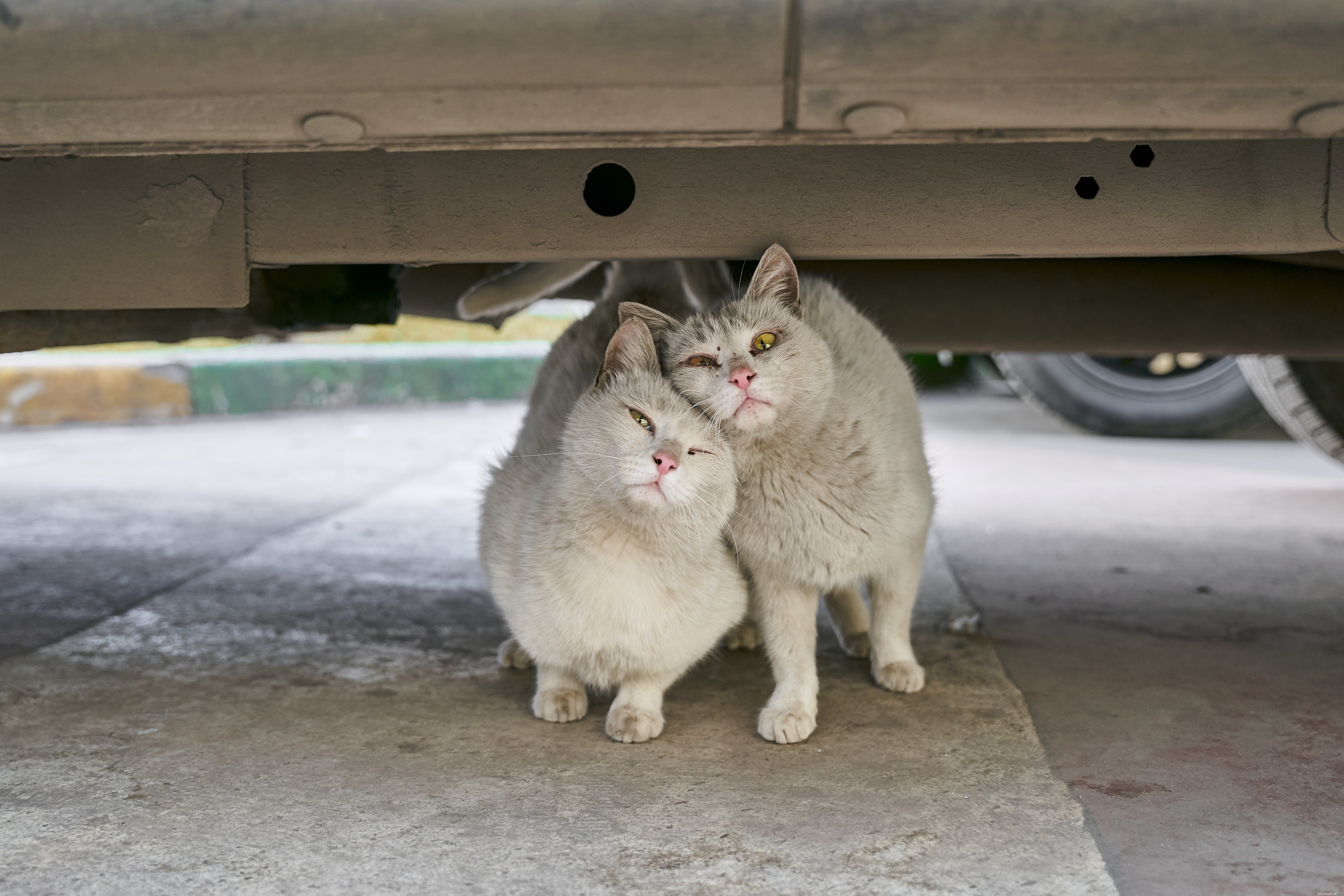 Comprehensive Cat Care: Nutrition, Exercise, and Emotional Well‑Being