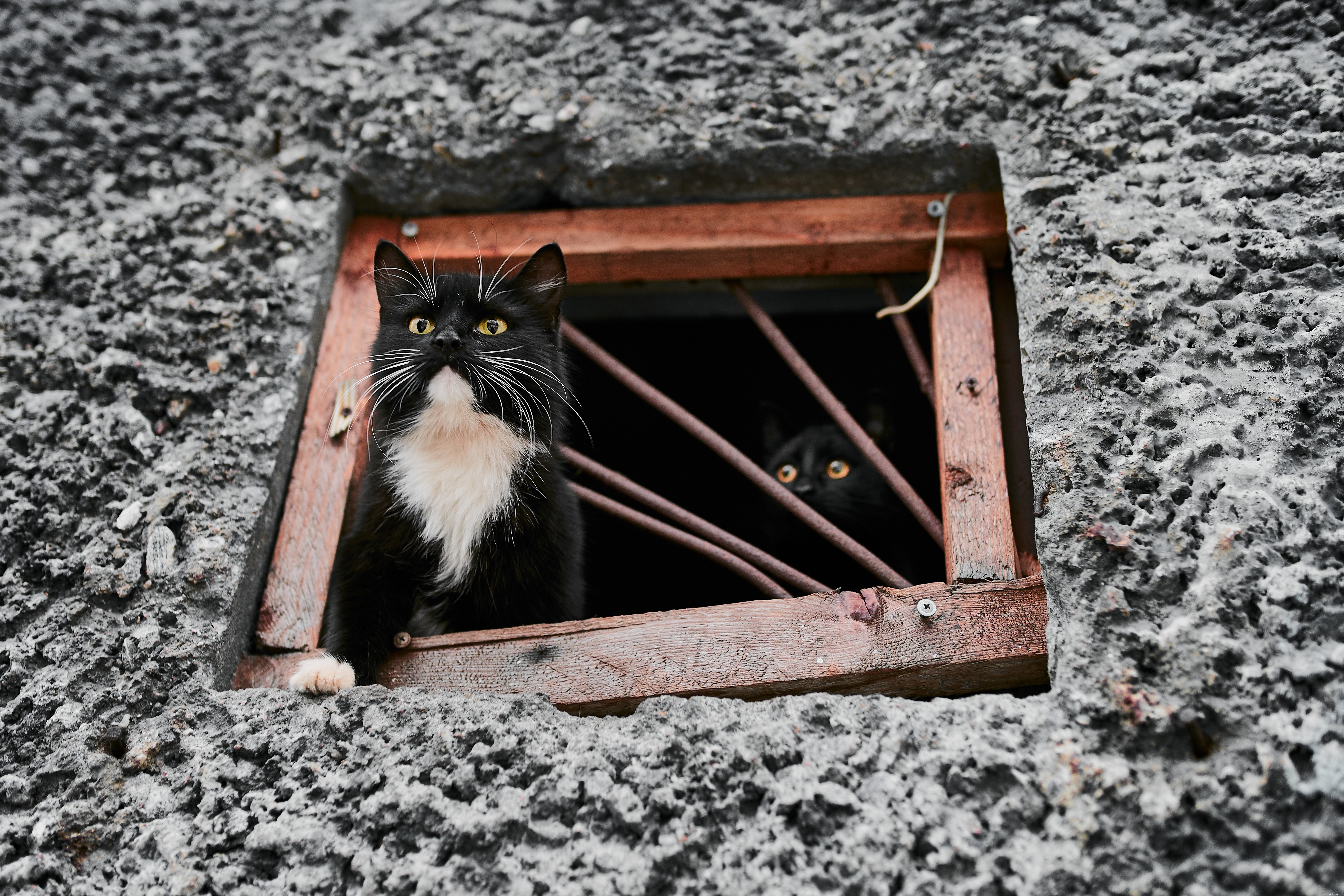 Comprehensive Cat Care: Nutrition, Exercise, and Emotional Well‑Being