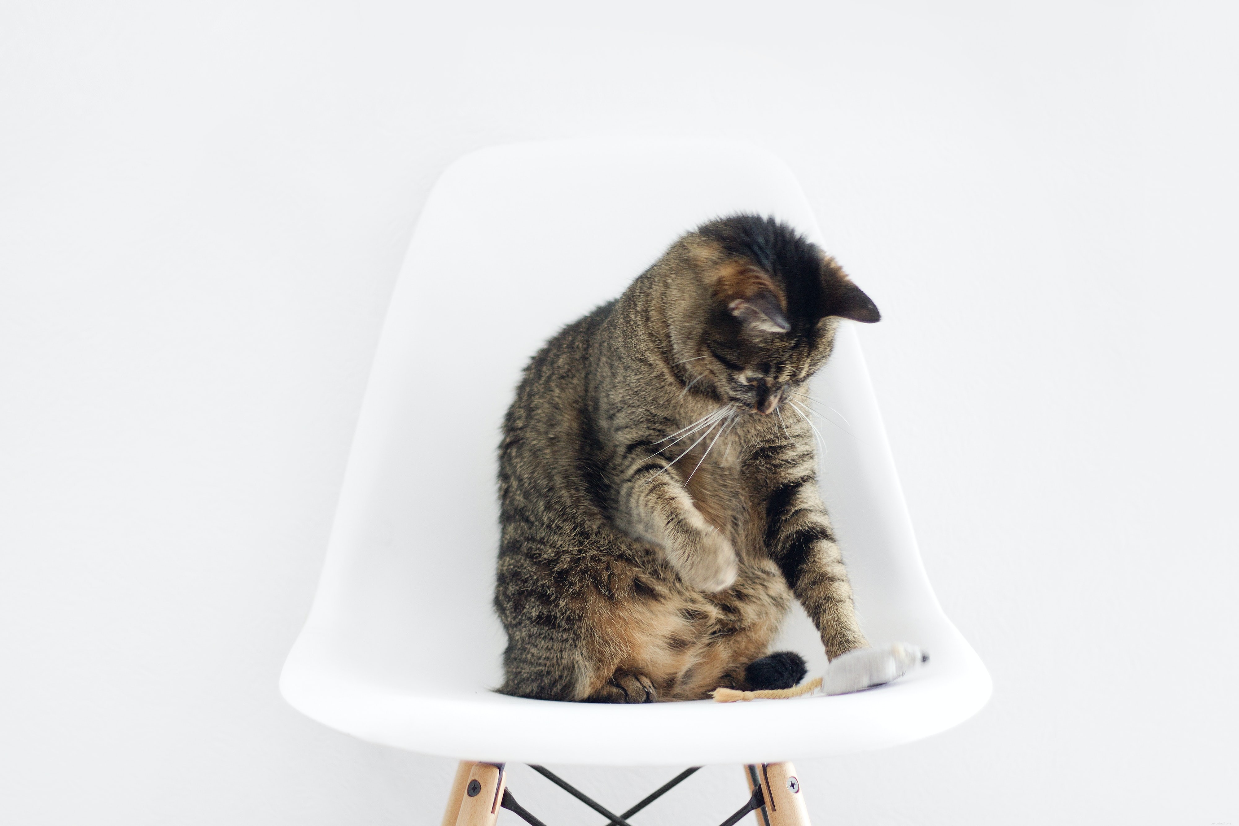 Comprehensive Cat Care: Nutrition, Exercise, and Emotional Well‑Being