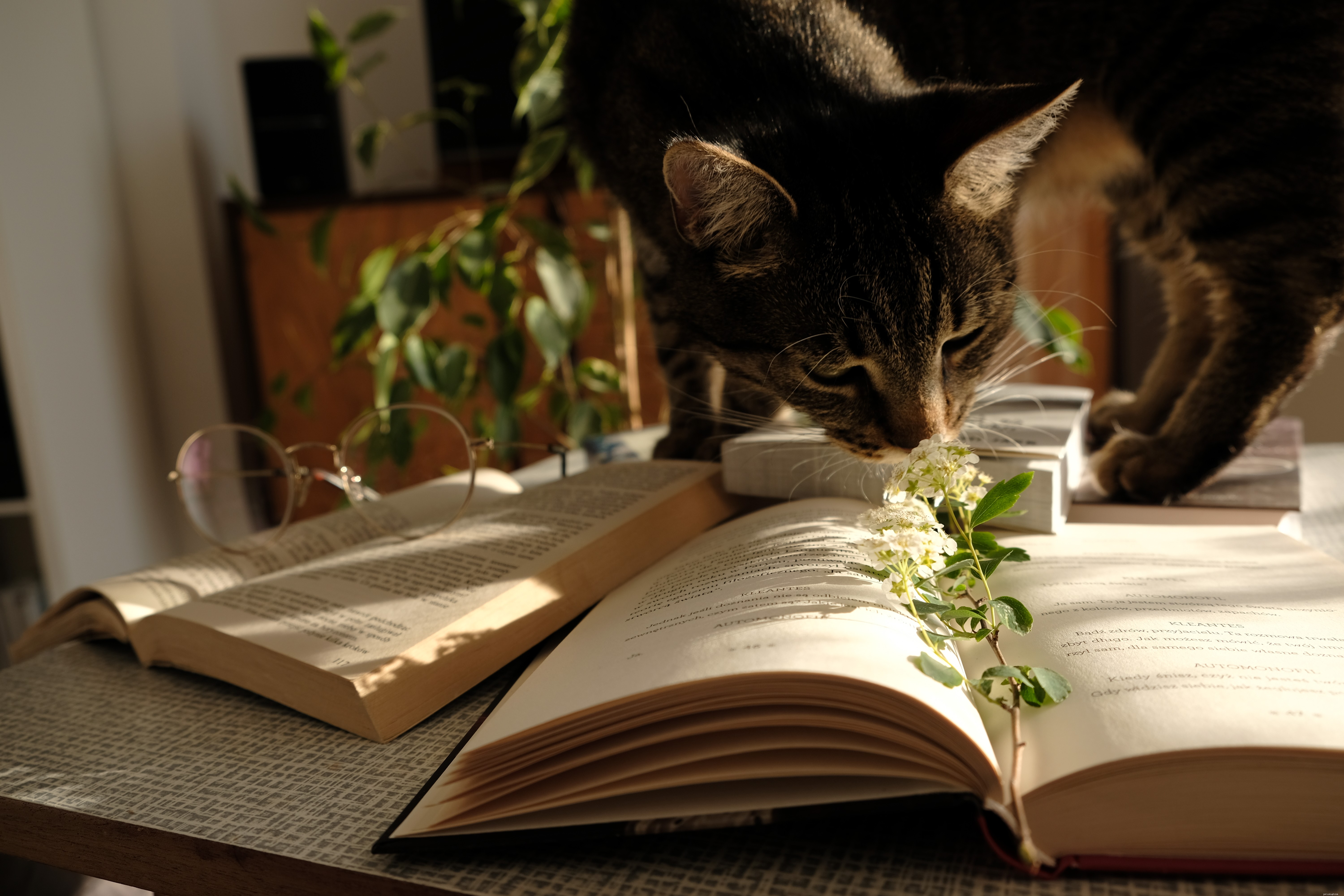 Understanding and Managing Cats  Destructive Behavior