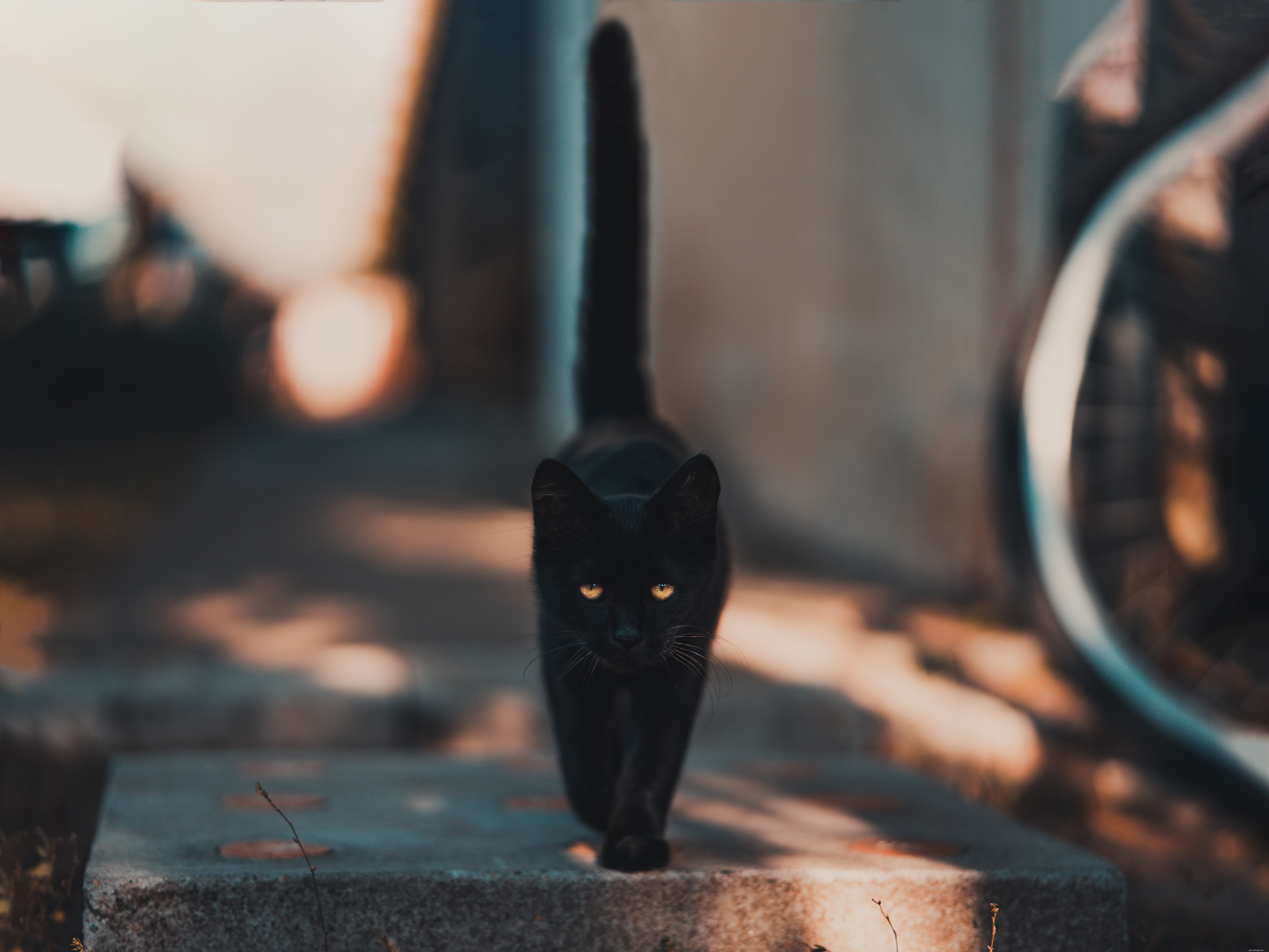 Understanding and Managing Cat Aggression: Causes, Signs, and Solutions