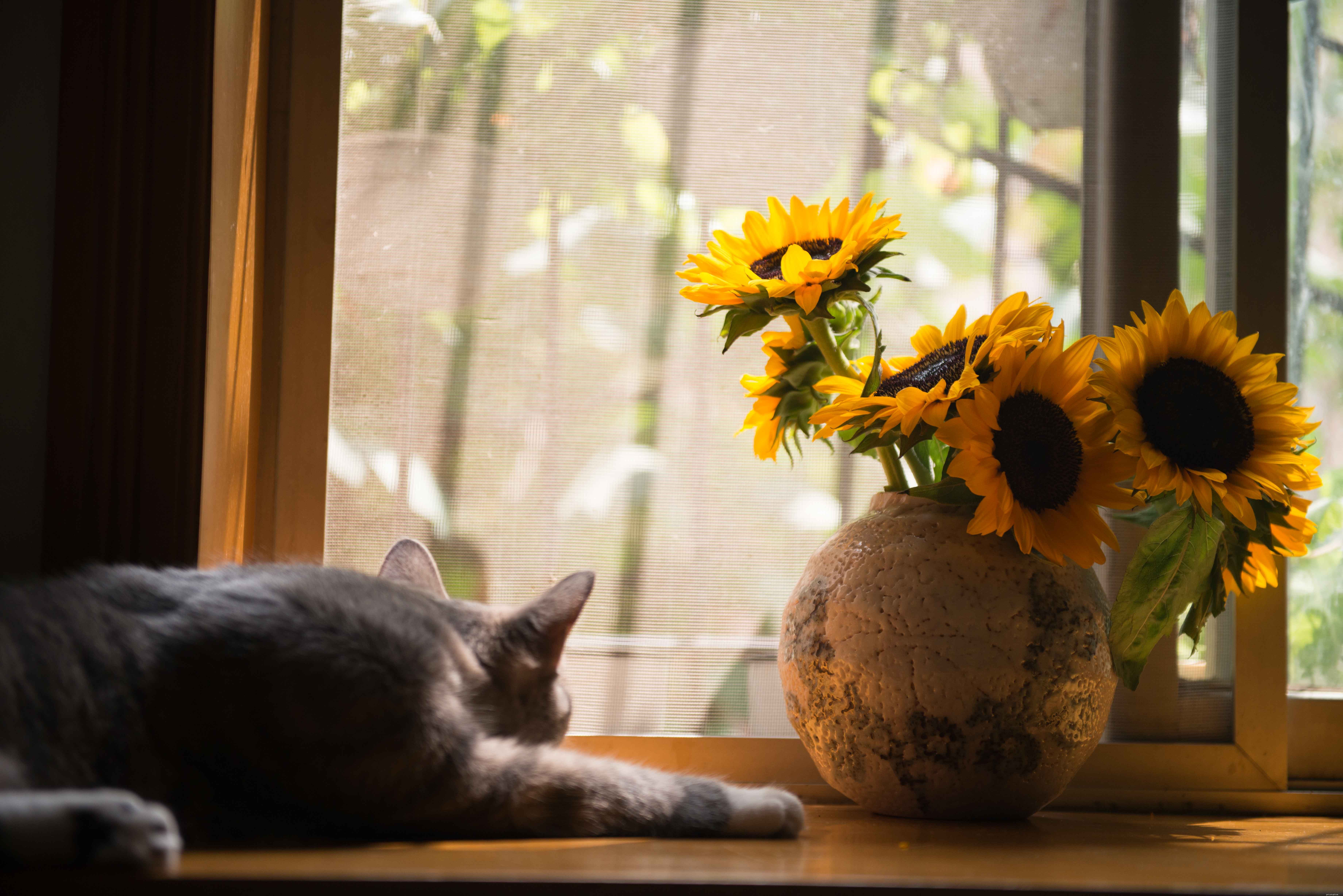 Understanding and Managing Cat Aggression: Causes, Signs, and Solutions