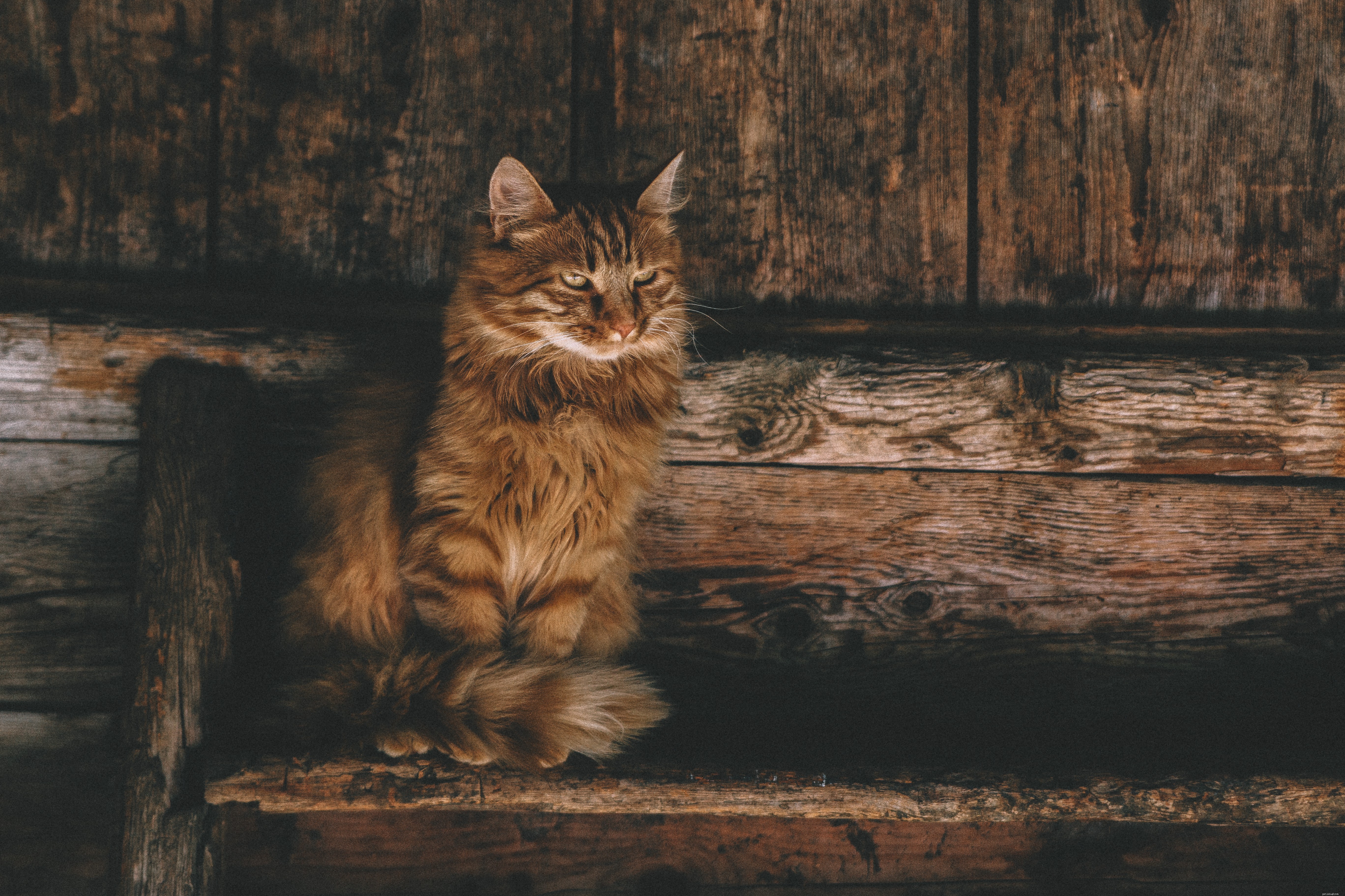 Understanding and Managing Cat Aggression: Causes, Signs, and Solutions