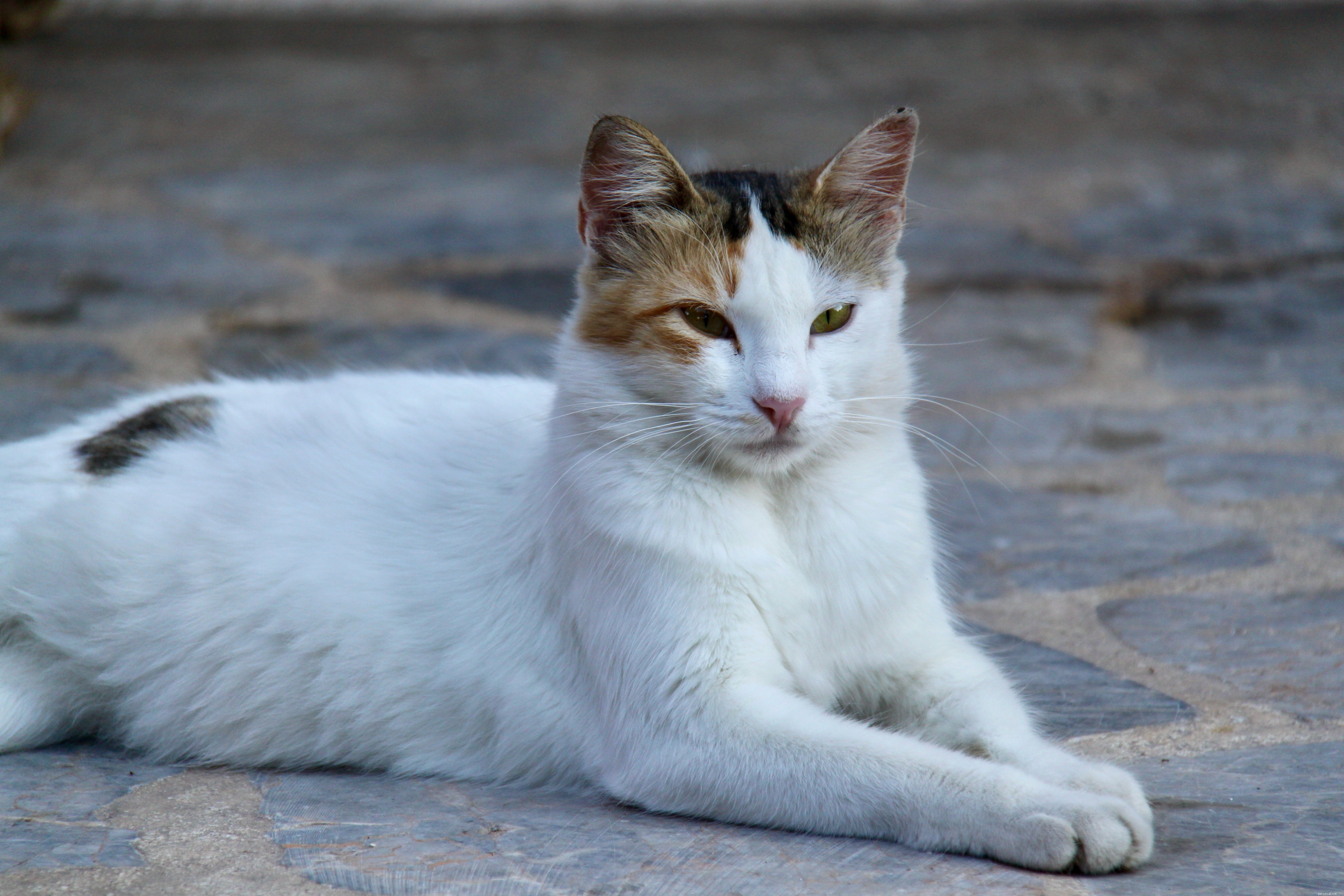 Decode Your Cat’s Body Language: A Practical Guide to Understanding Their Behavior