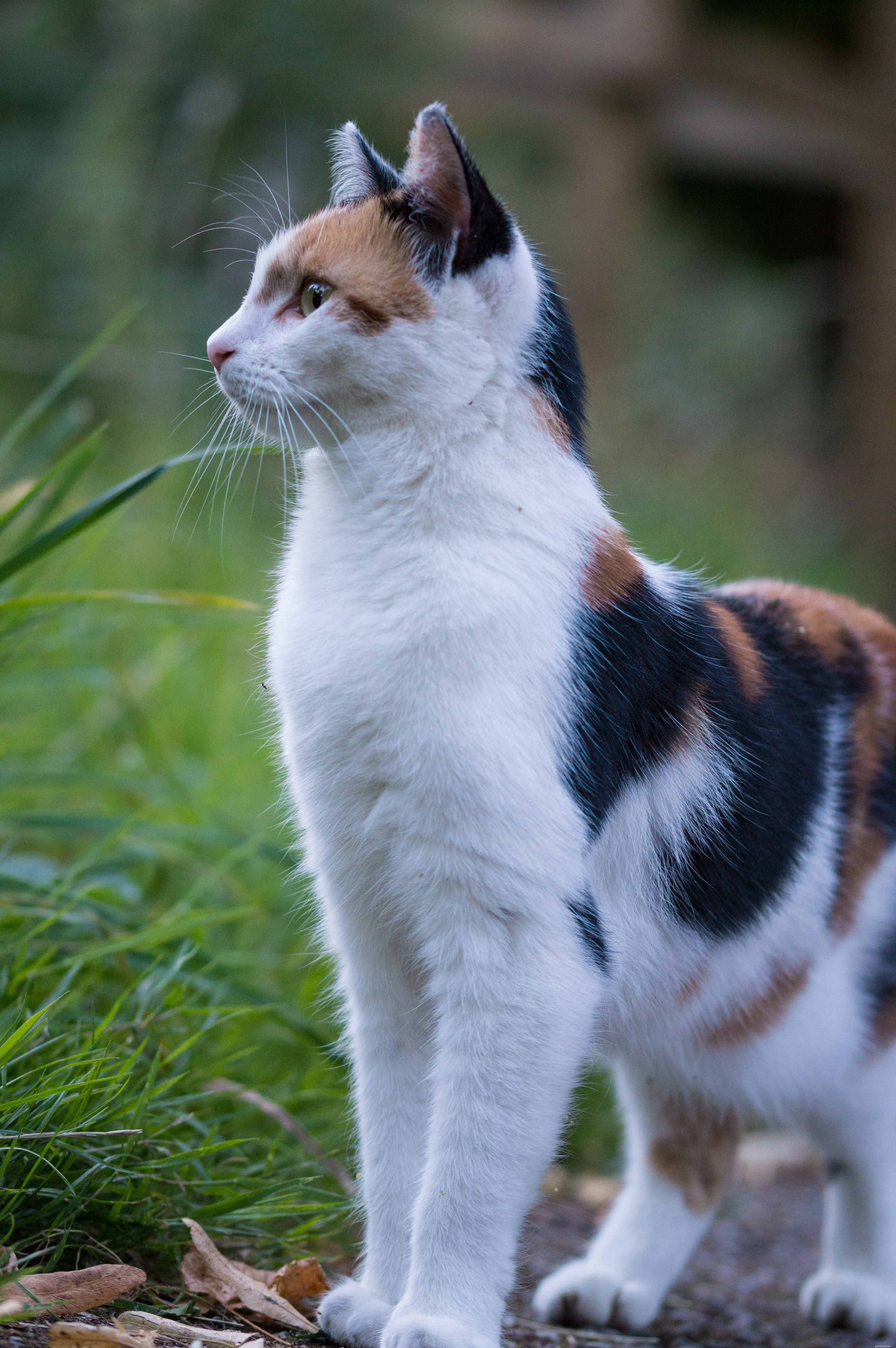 Decode Your Cat’s Body Language: A Practical Guide to Understanding Their Behavior