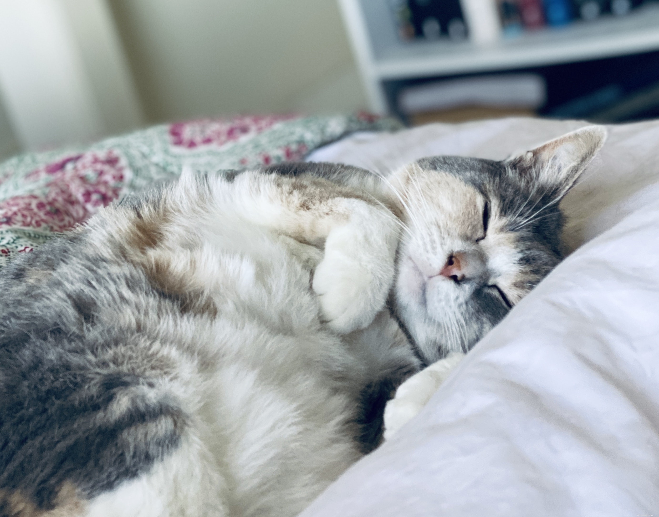 Decode Your Cat’s Body Language: A Practical Guide to Understanding Their Behavior