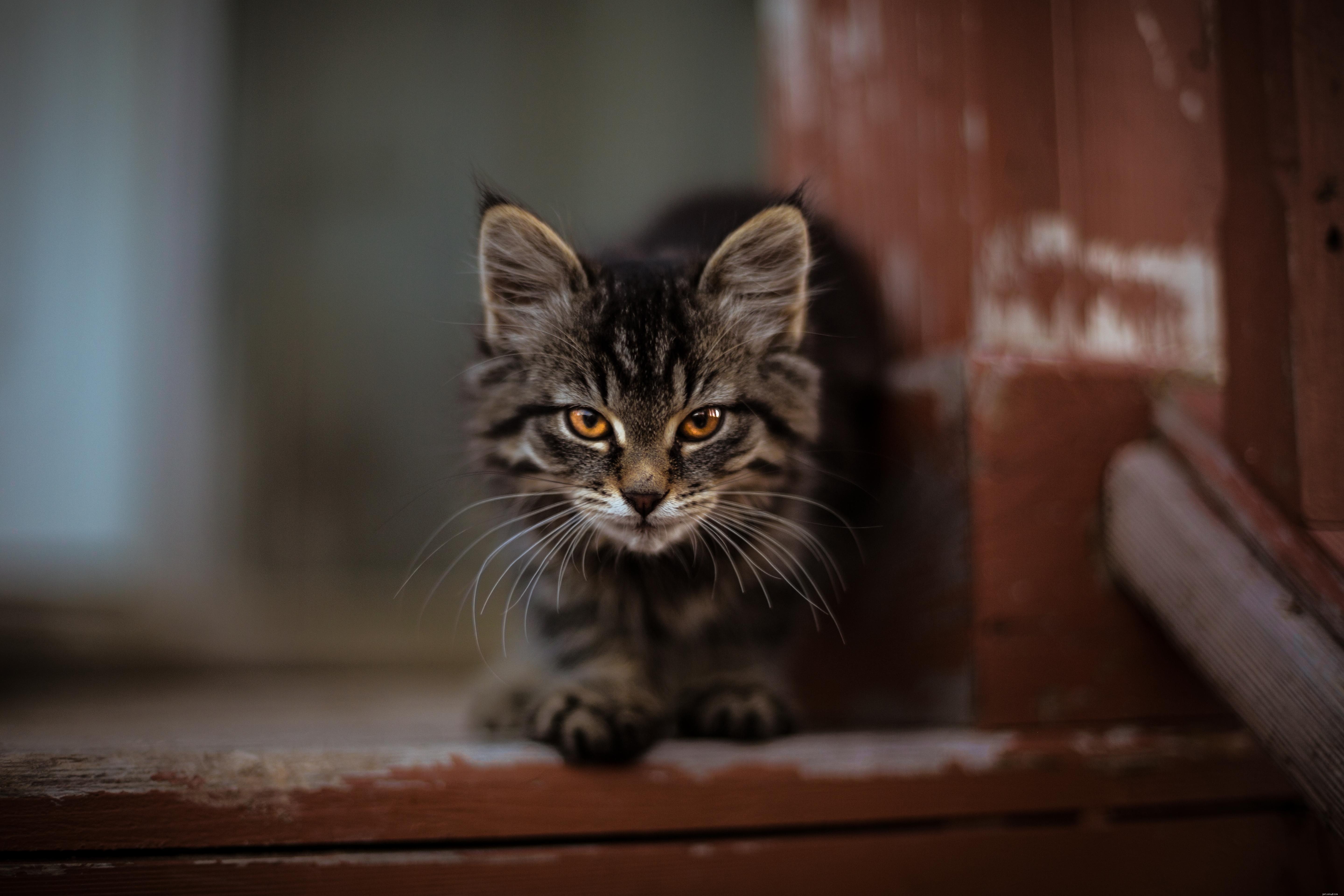 Decode Your Cat’s Body Language: A Practical Guide to Understanding Their Behavior
