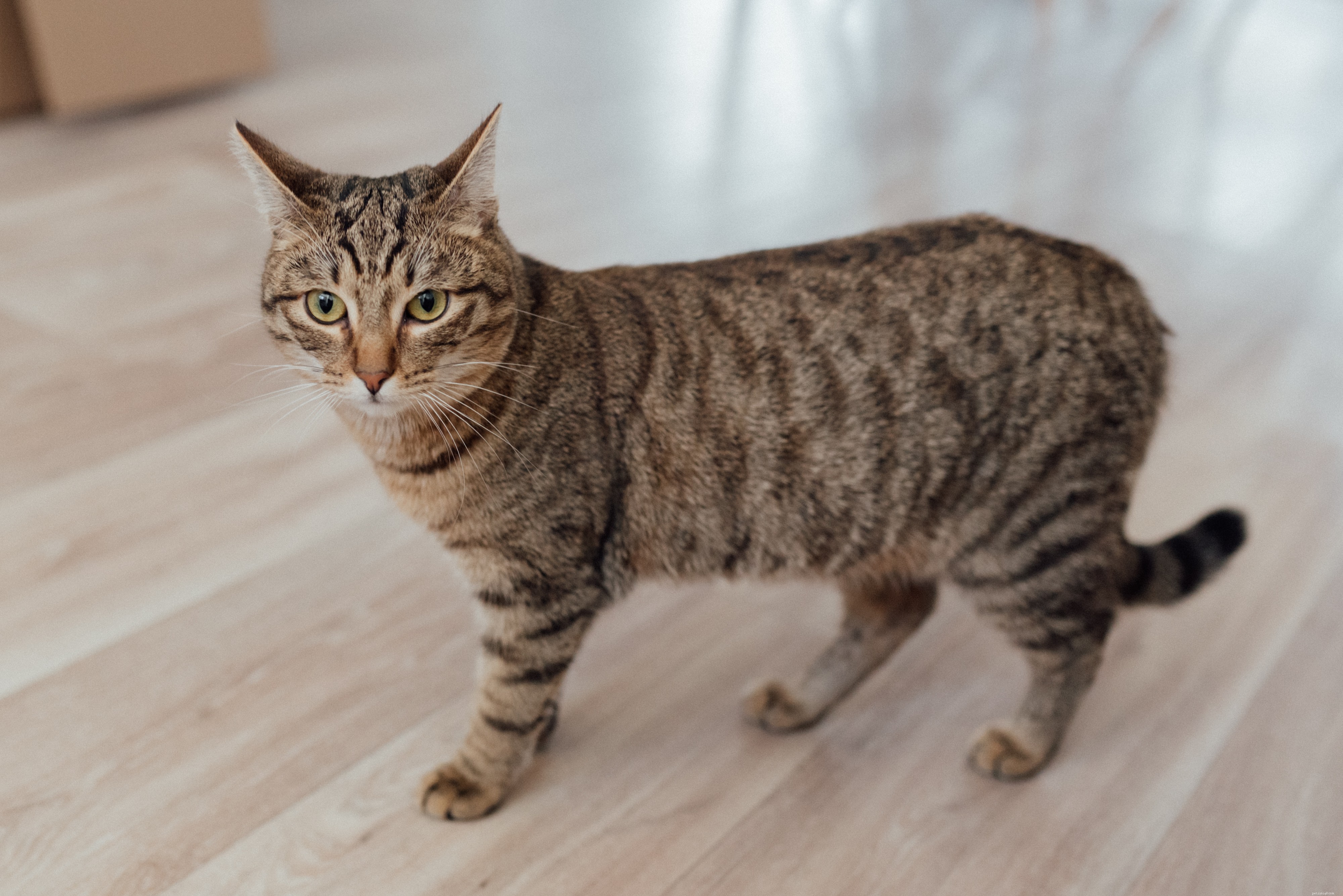 Decode Your Cat’s Body Language: A Practical Guide to Understanding Their Behavior