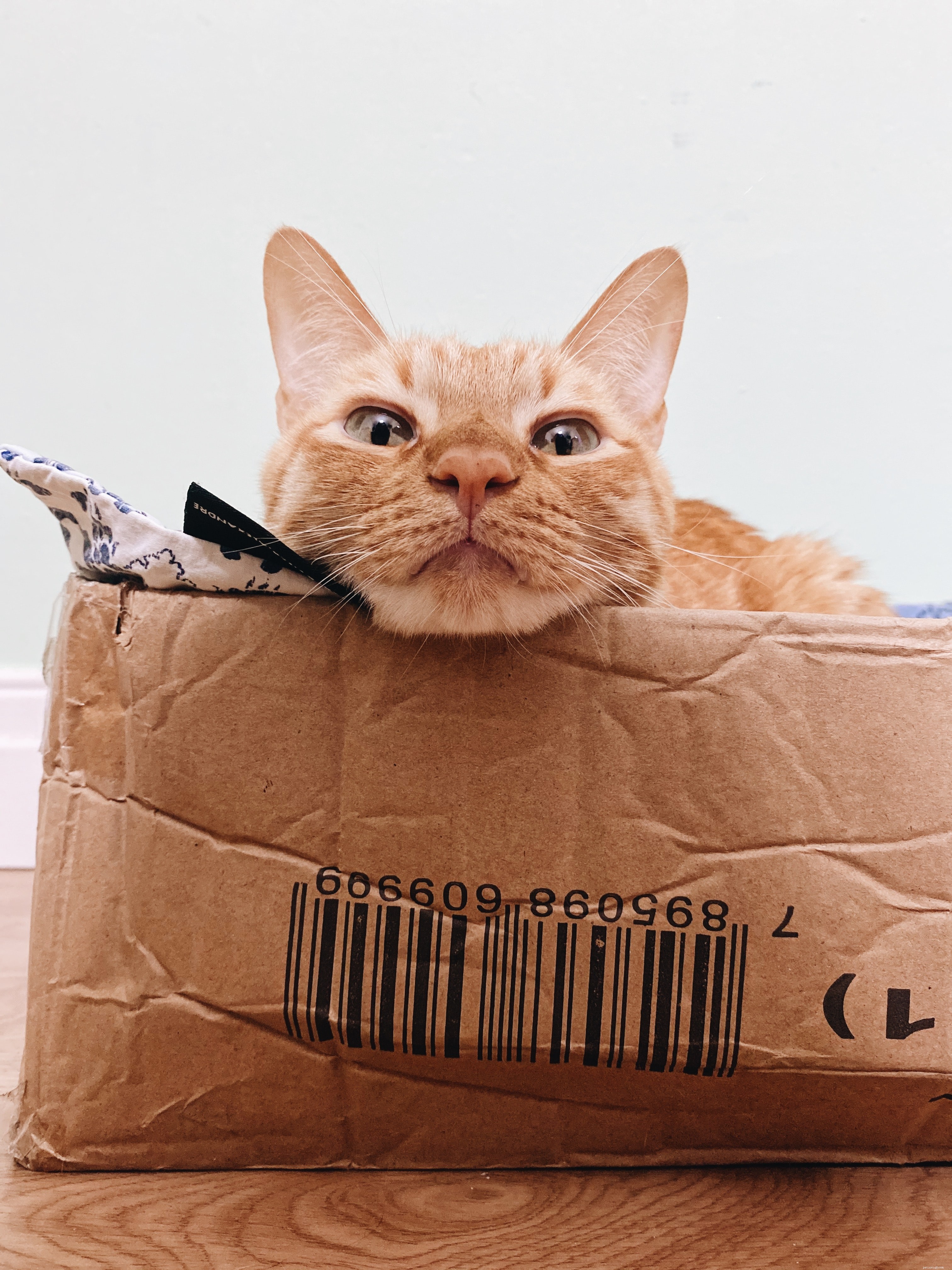 Guide to Easing Cat Anxiety: Proven Steps to Help Your Feline Overcome Fears
