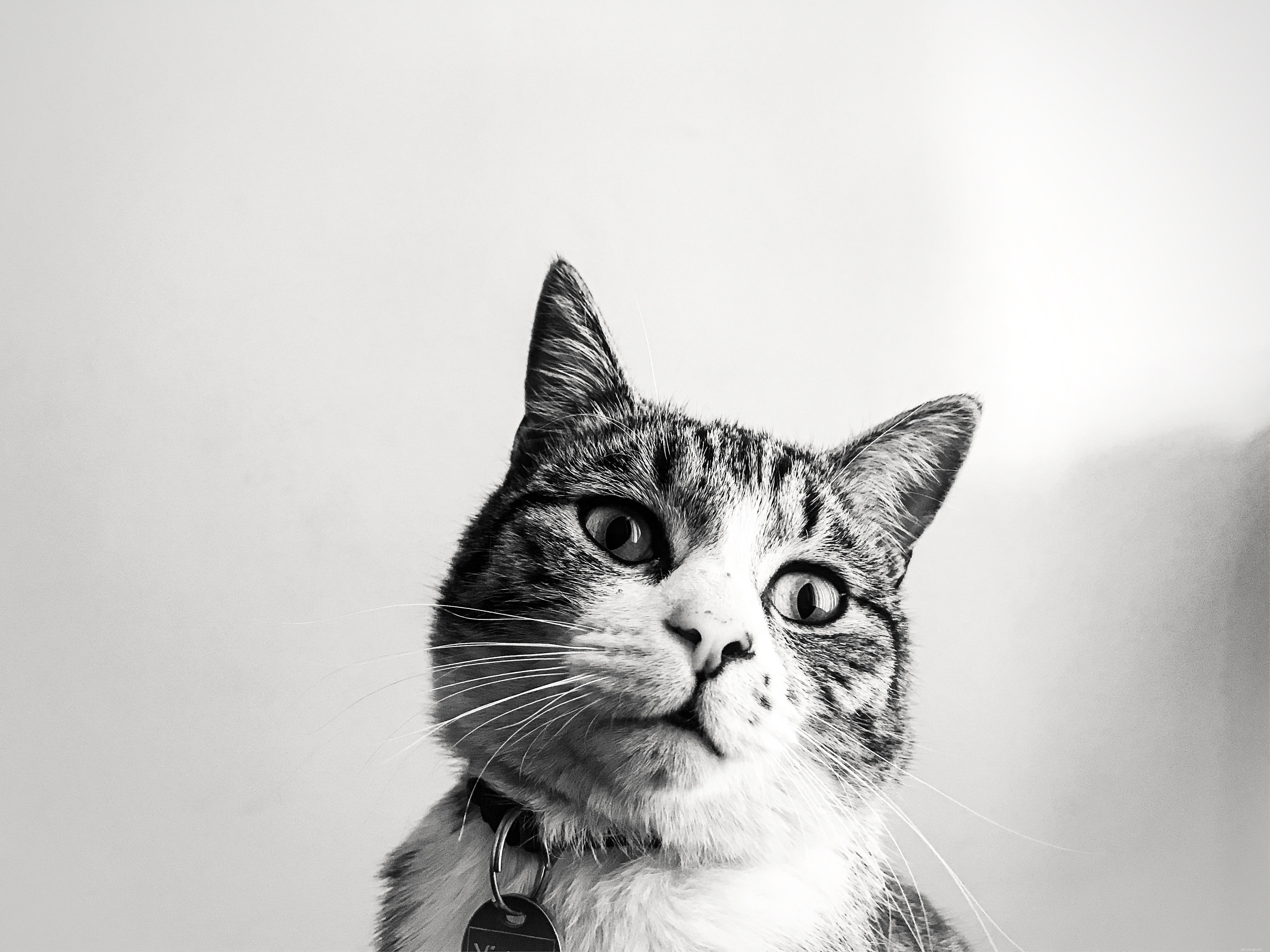 Guide to Easing Cat Anxiety: Proven Steps to Help Your Feline Overcome Fears