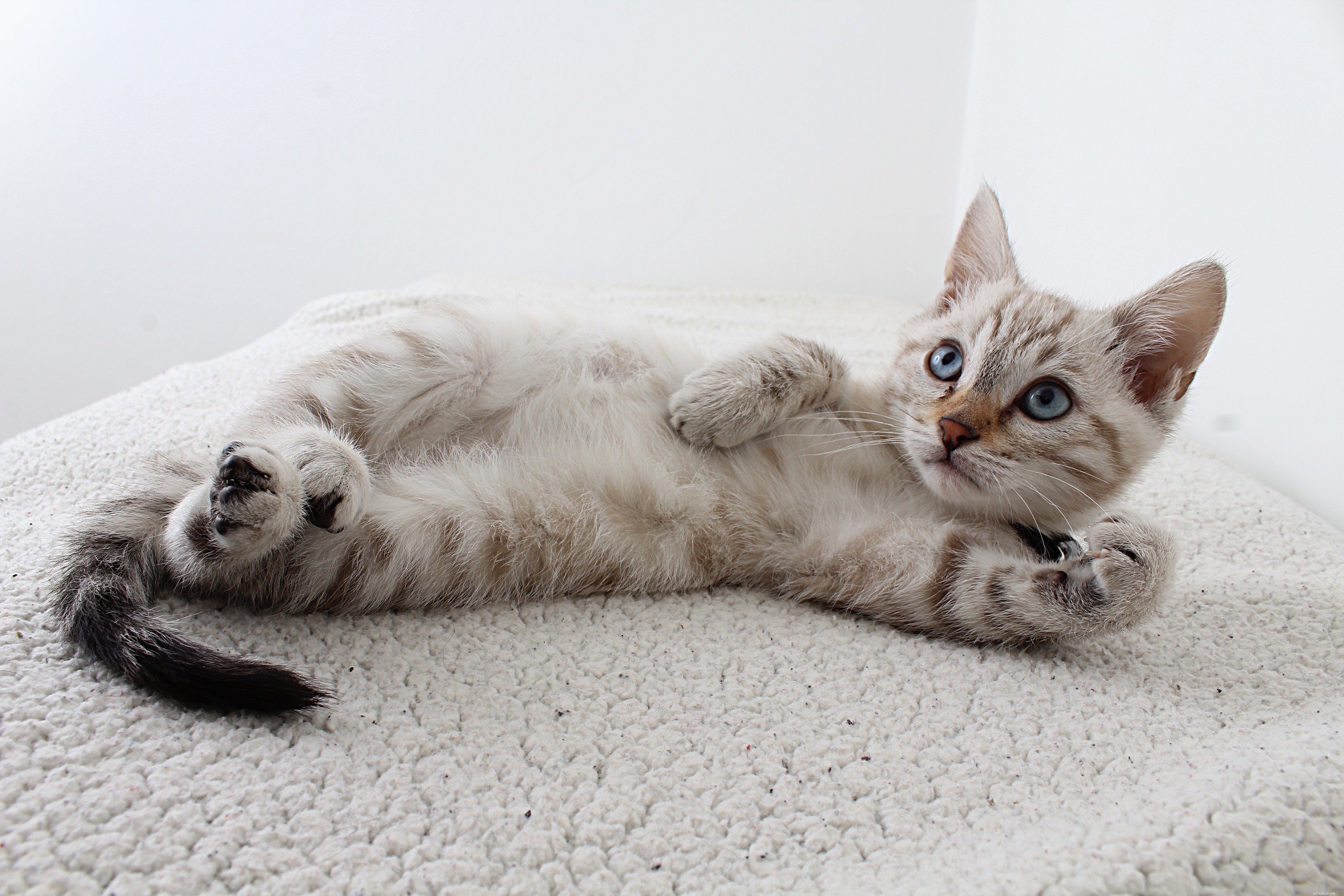 Understanding Why Cats Mark Their Territory with Urine