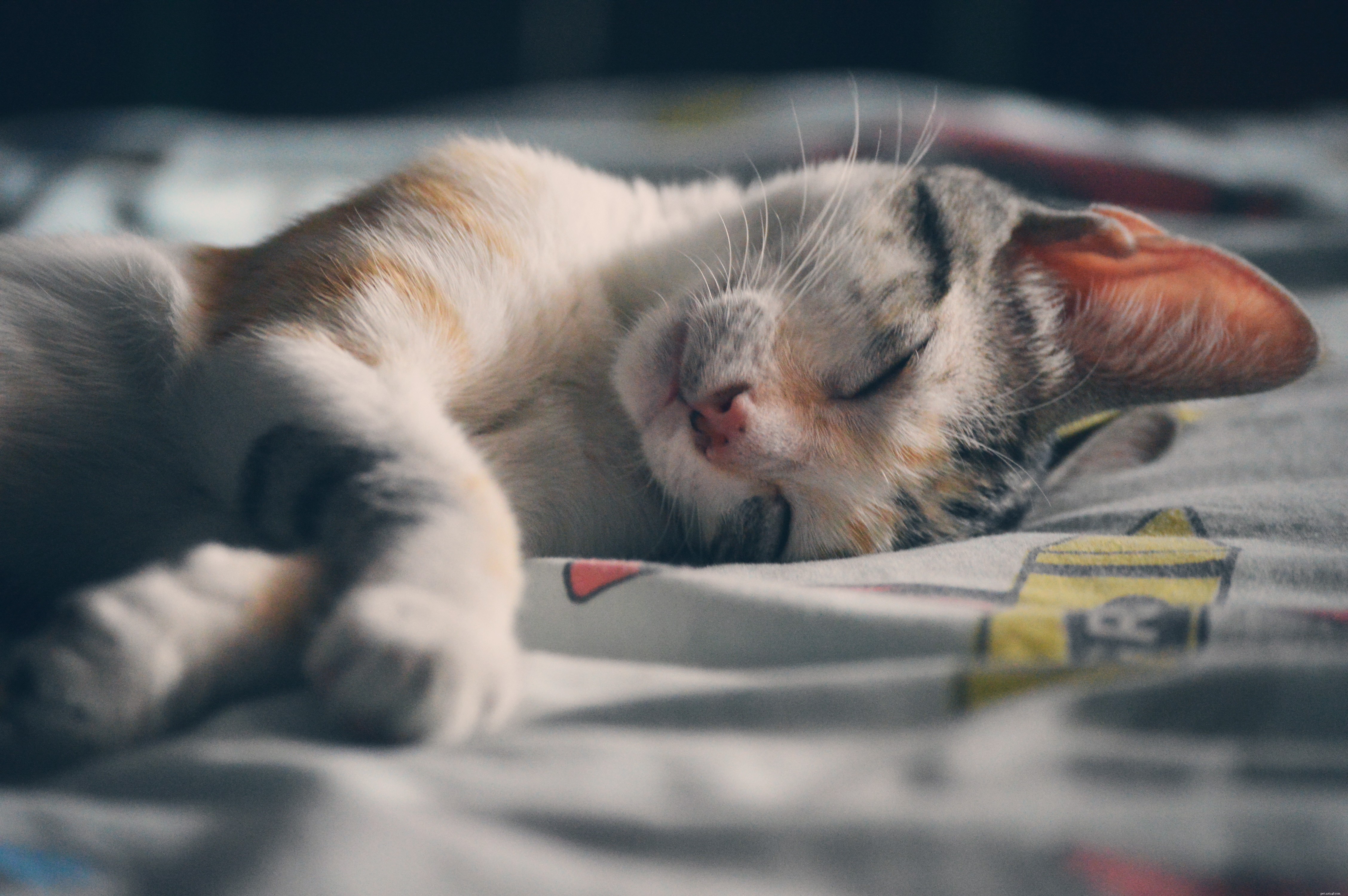 Understanding Why Cats Mark Their Territory with Urine