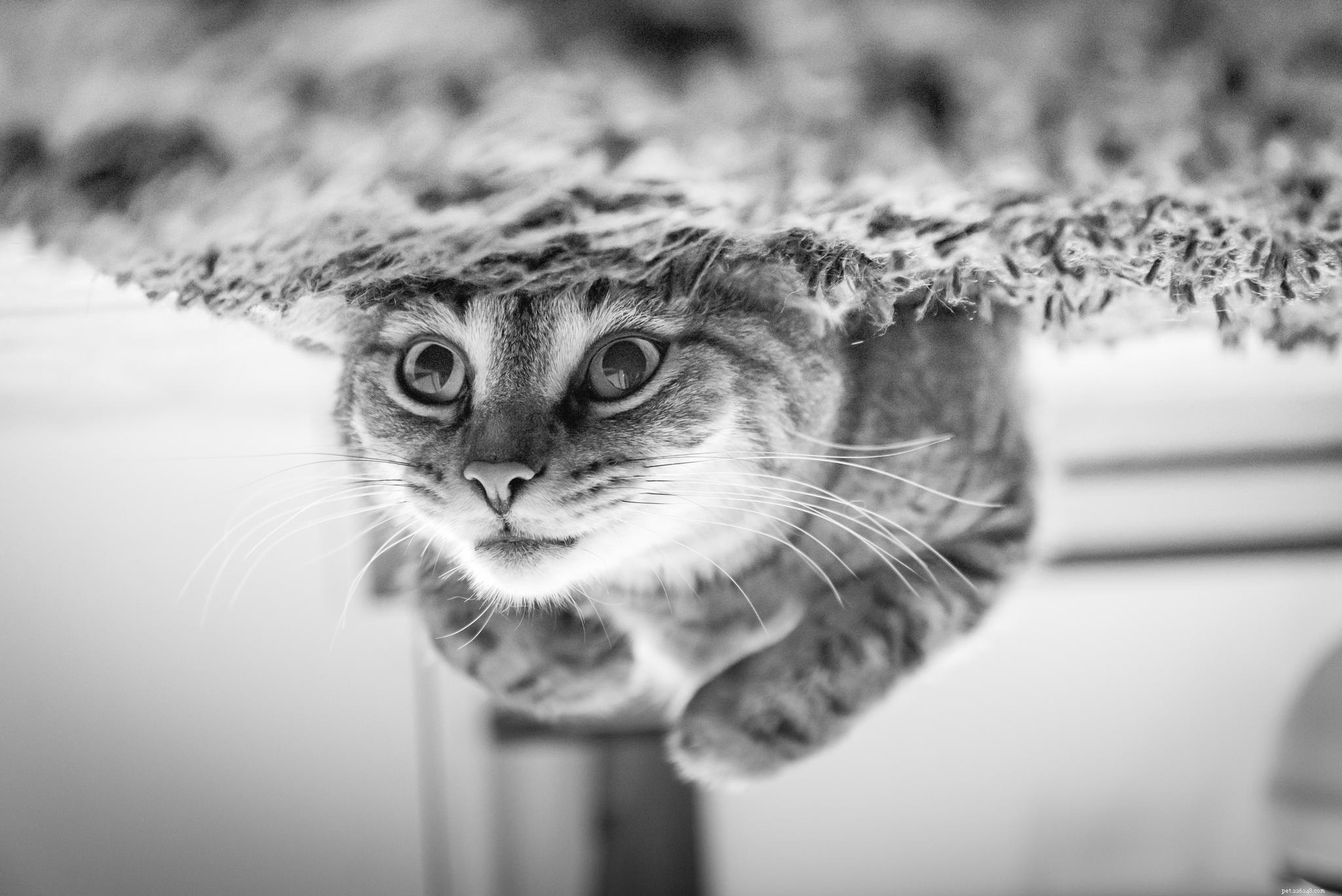 Understanding Why Cats Mark Their Territory with Urine