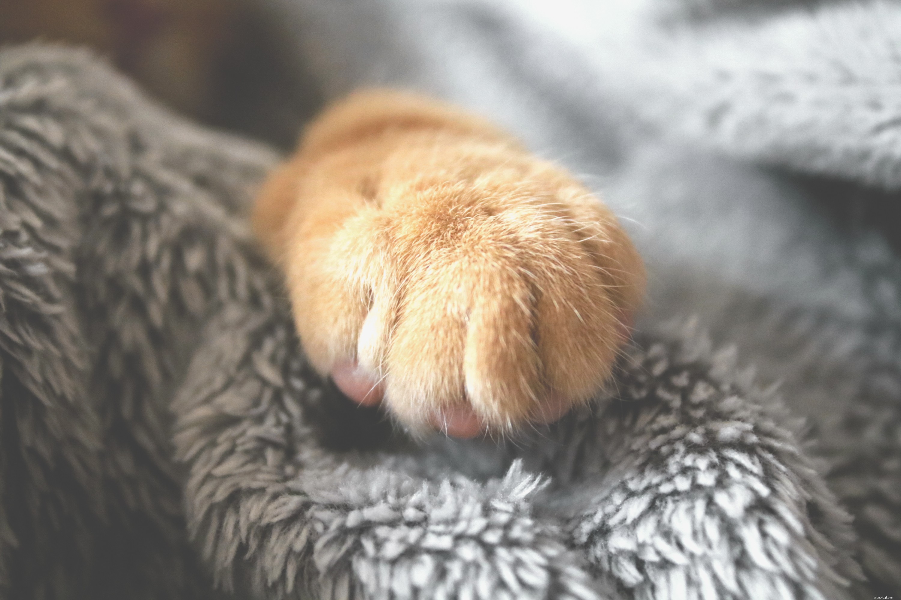 Understanding Why Cats Growl: Insights Into Their Communication