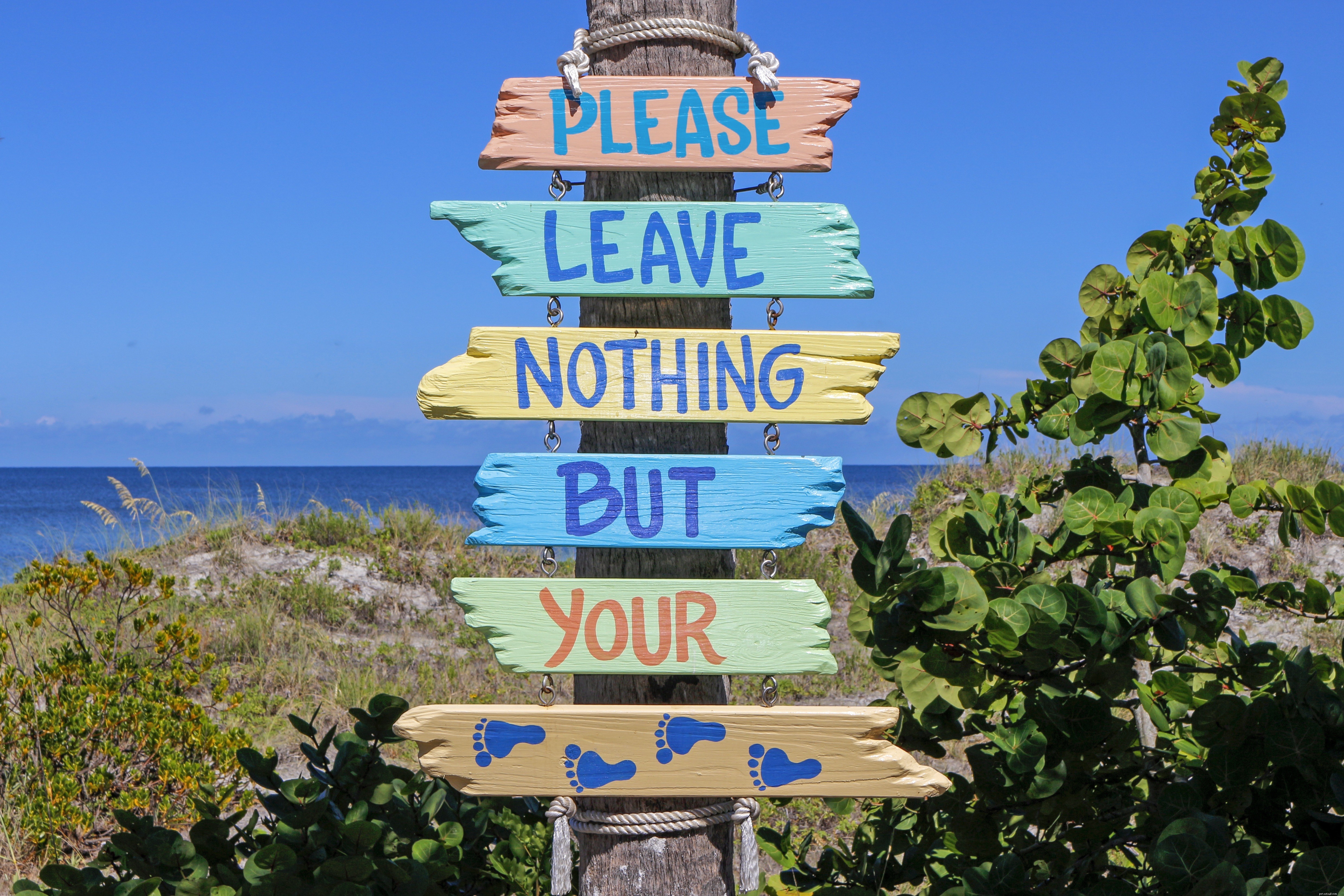 Bringing Your Cat on Vacation: A Guide to a Stress‑Free Trip