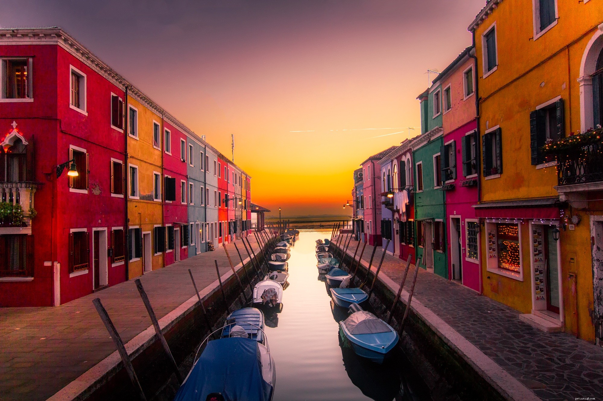 Bringing Your Cat on Vacation: A Guide to a Stress‑Free Trip