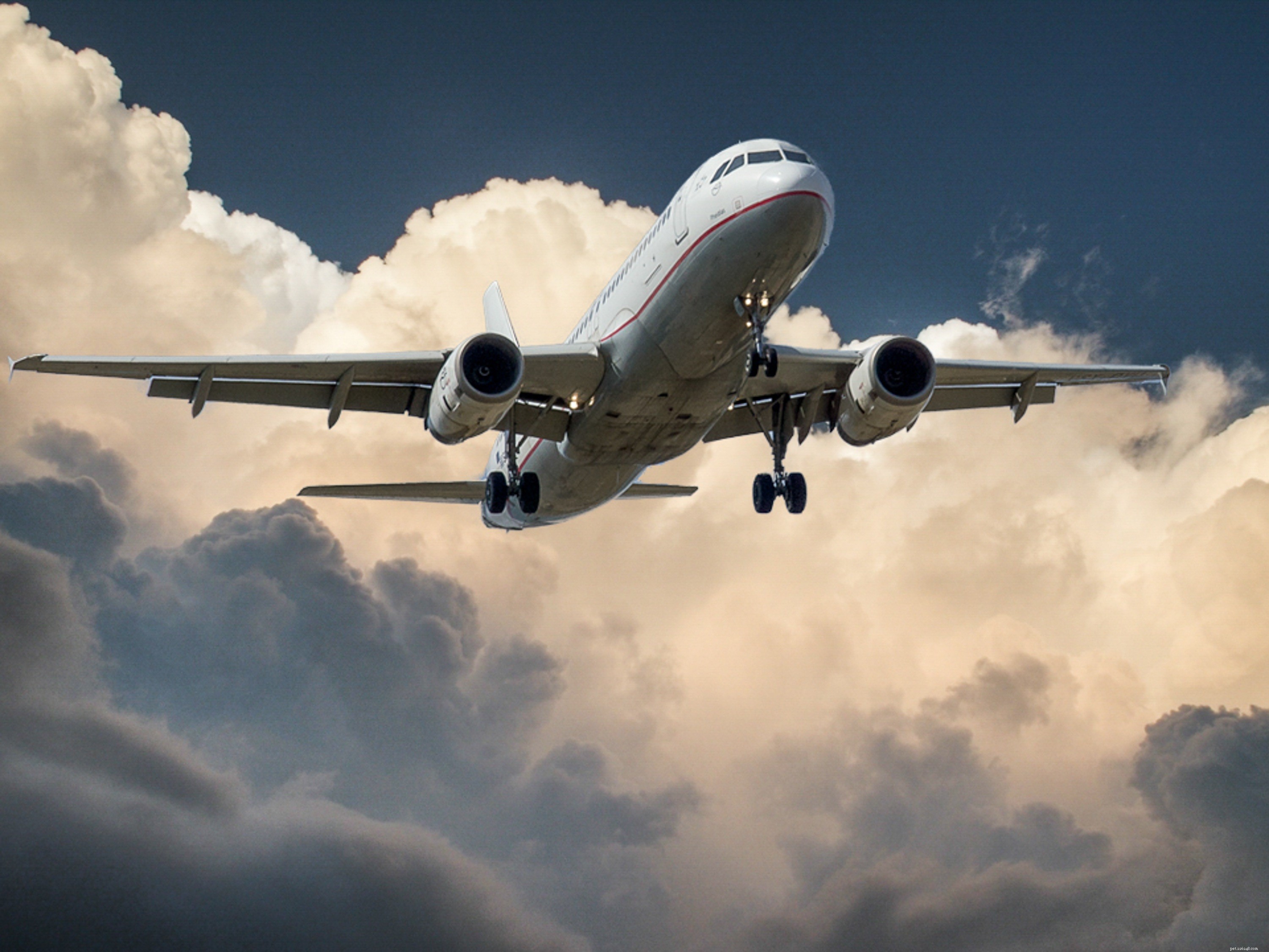 Traveling with Your Cat: Tips for a Stress‑Free Journey