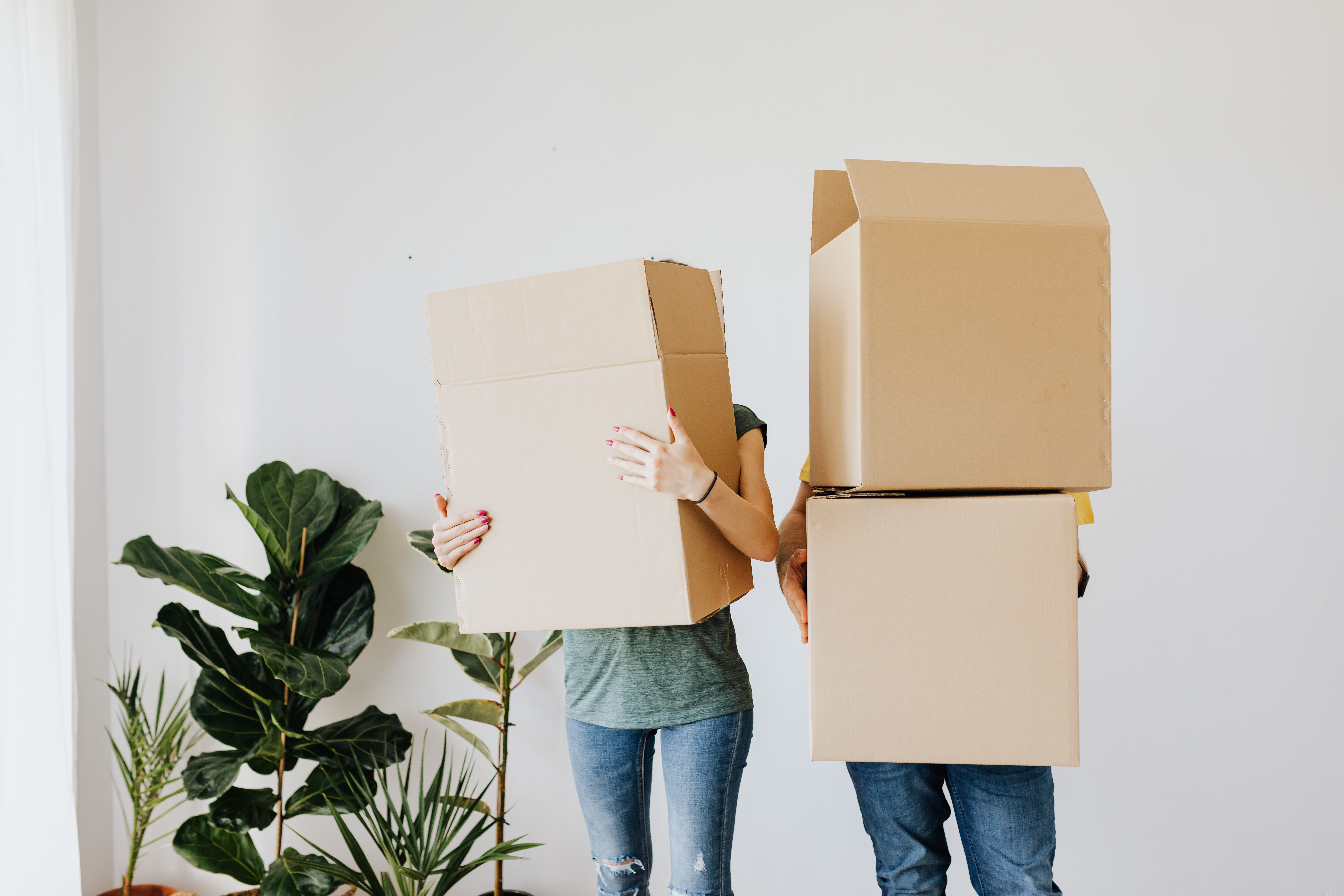 Moving with Your Cat: Expert Tips for a Calm Transition