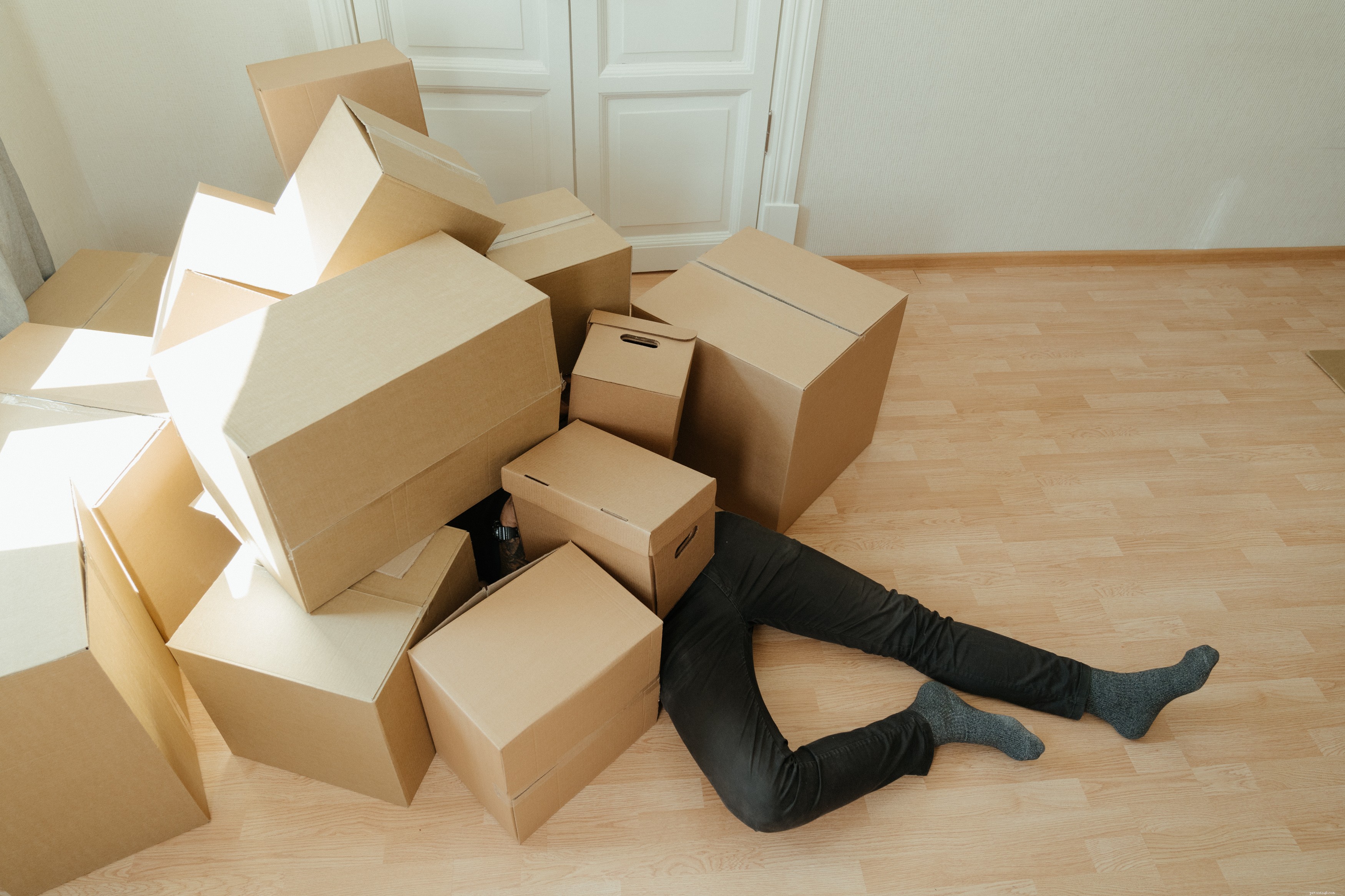 Moving with Your Cat: Expert Tips for a Calm Transition