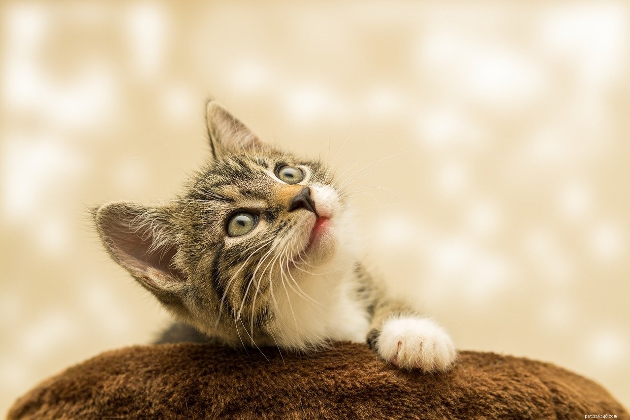 Effective Cat Training: A Step-by-Step Guide for Kittens & Adult Cats