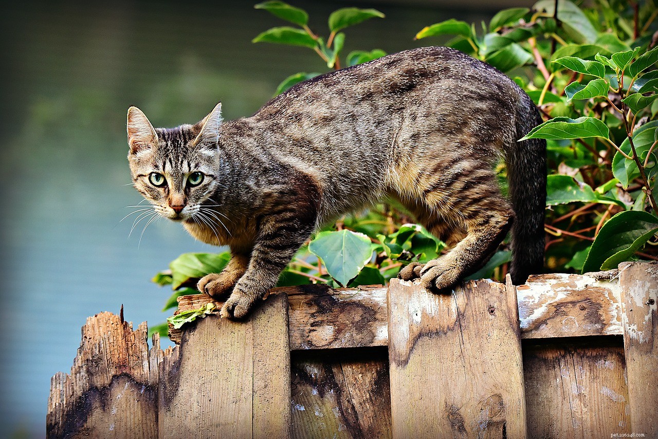 Effective Cat Training: A Step-by-Step Guide for Kittens & Adult Cats