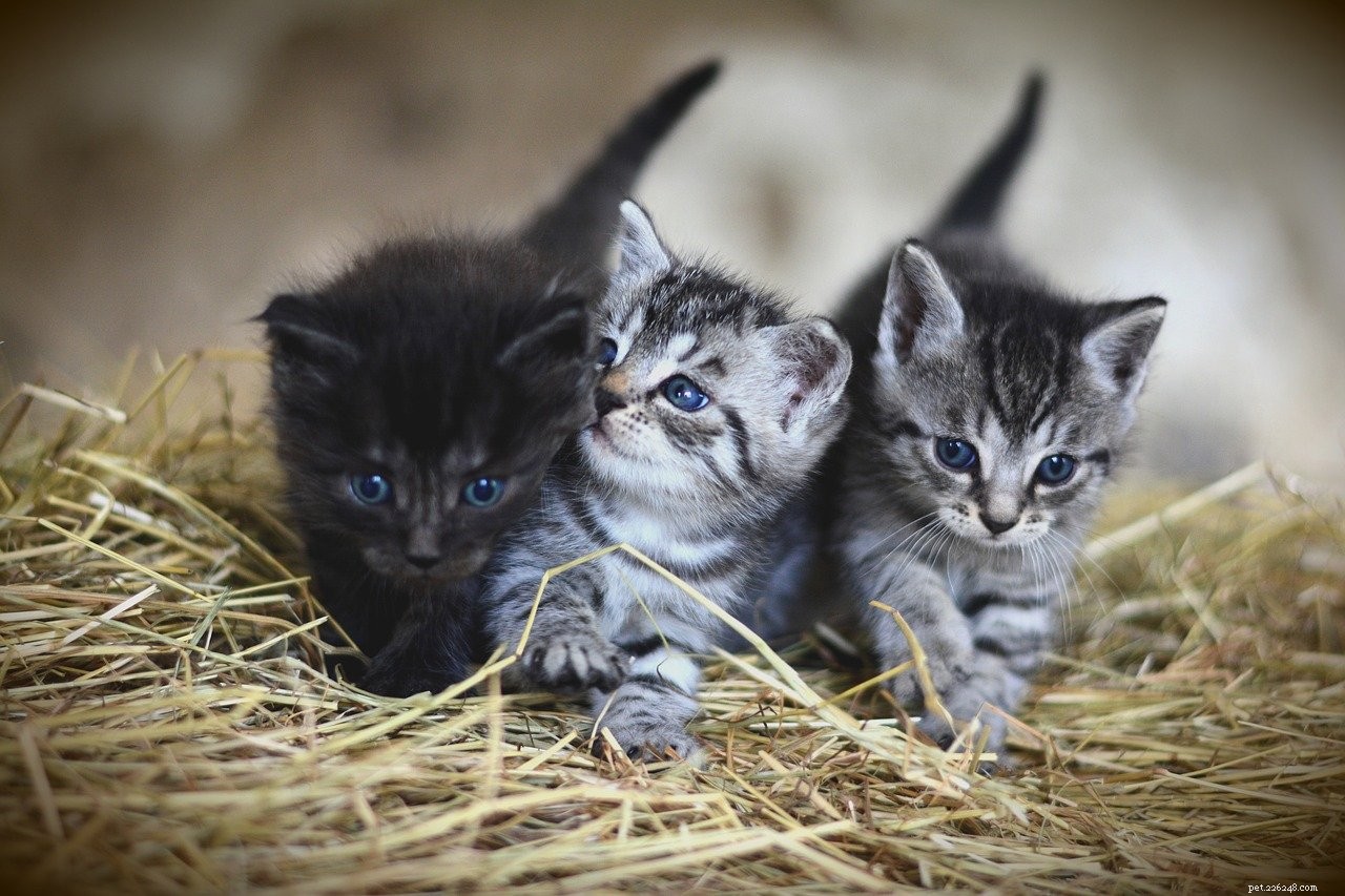 Effective Cat Training: A Step-by-Step Guide for Kittens & Adult Cats