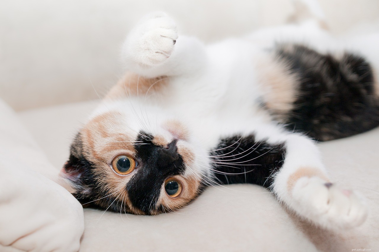 Effective Cat Training: A Step-by-Step Guide for Kittens & Adult Cats